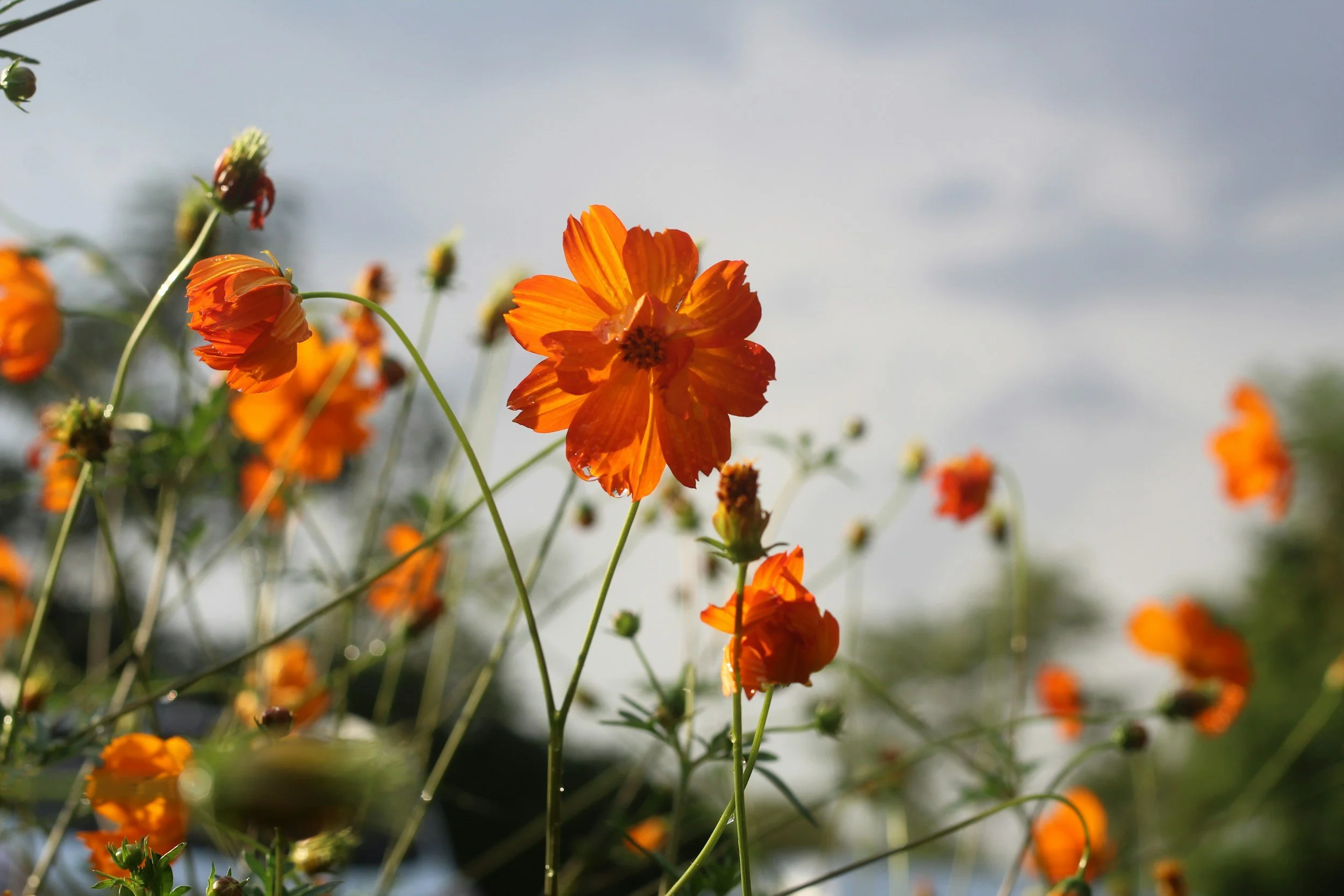 Close up image of an orange wild flower. In the background are blurred images of more flowers and stems.