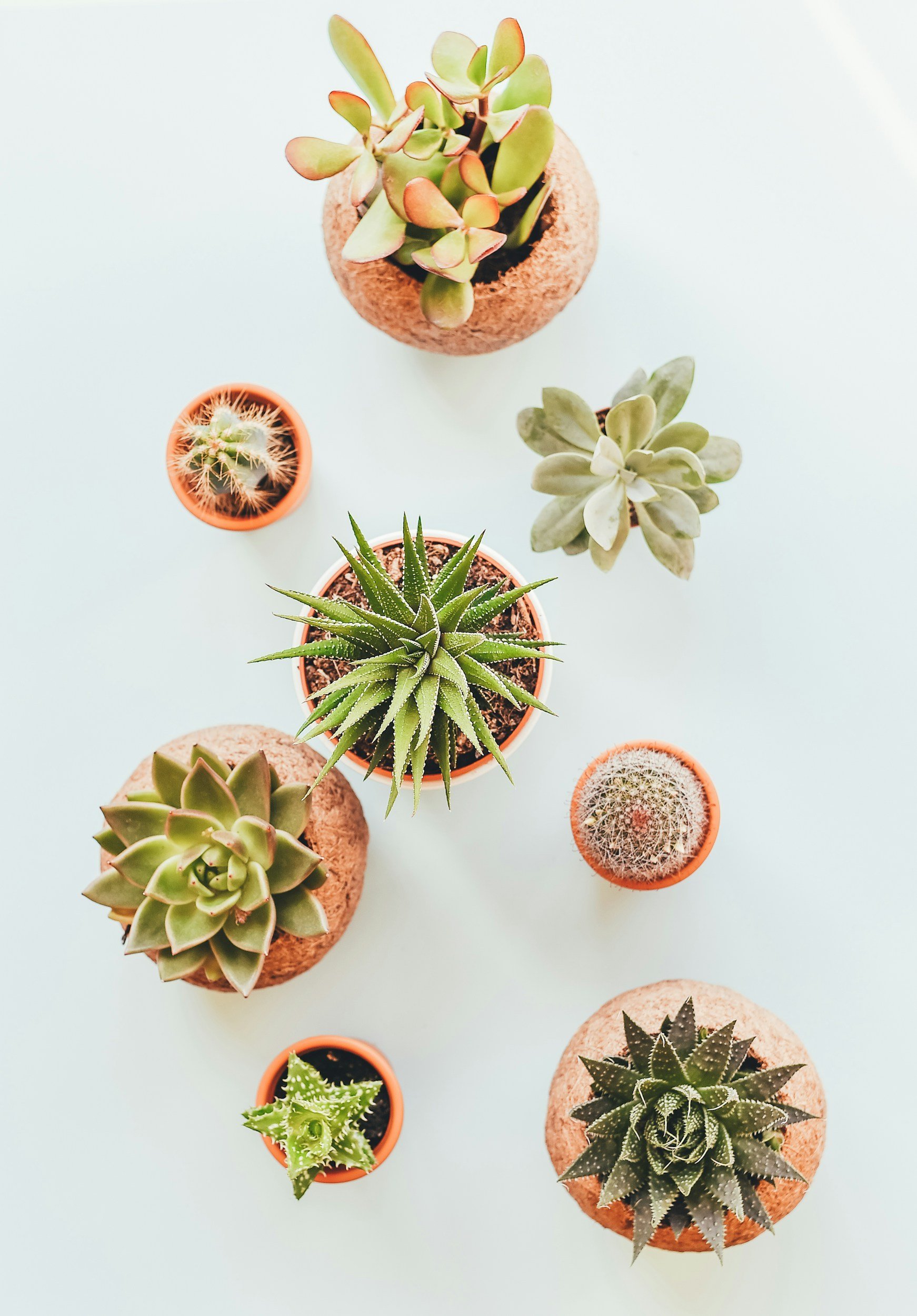 Birds eye view of 8 succulents and cacti. Each in their own terra-cotta pot.