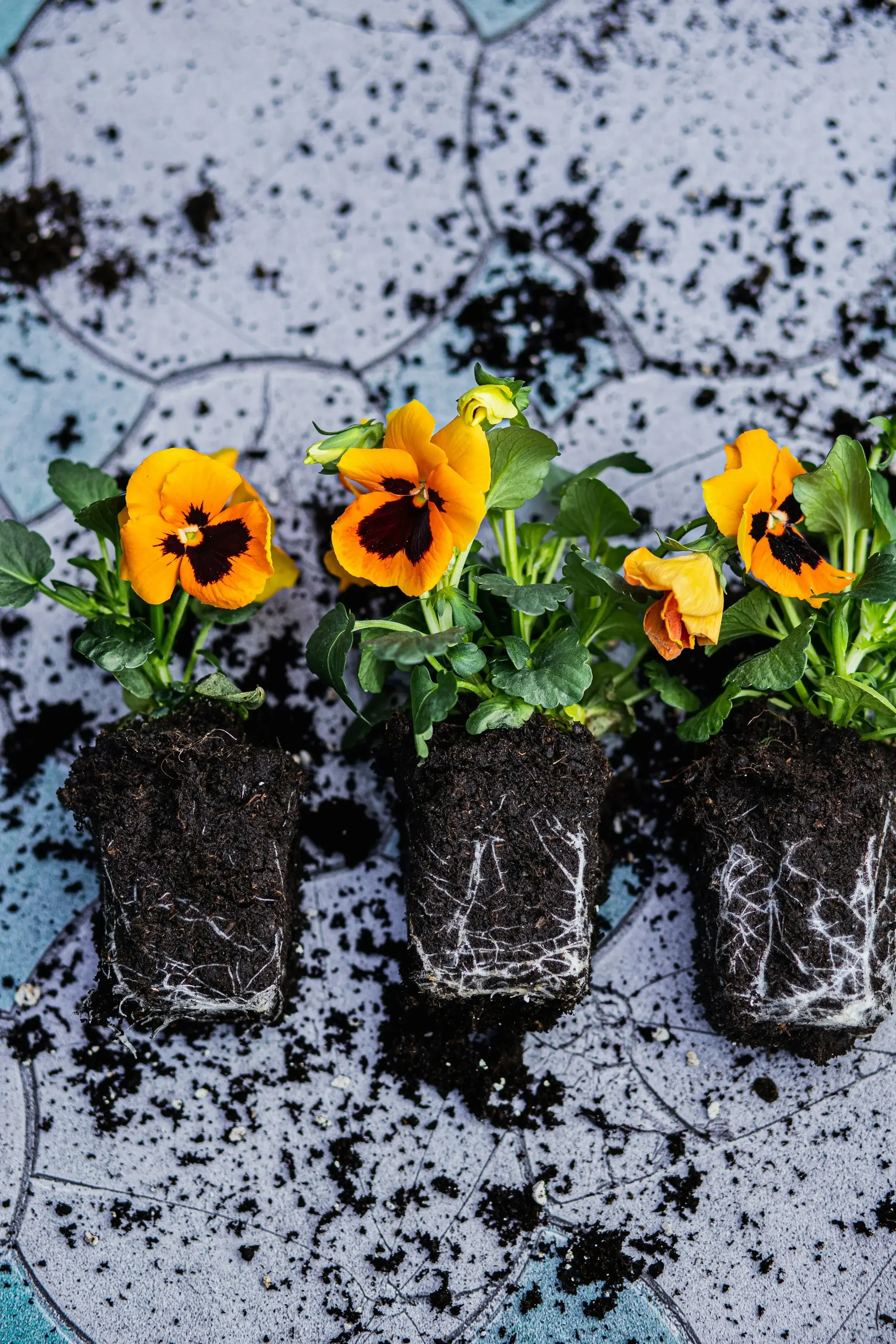 Four potted pansy flowers with yellow, orange, and black petals arranged on a tiled surface with soil around the pots.