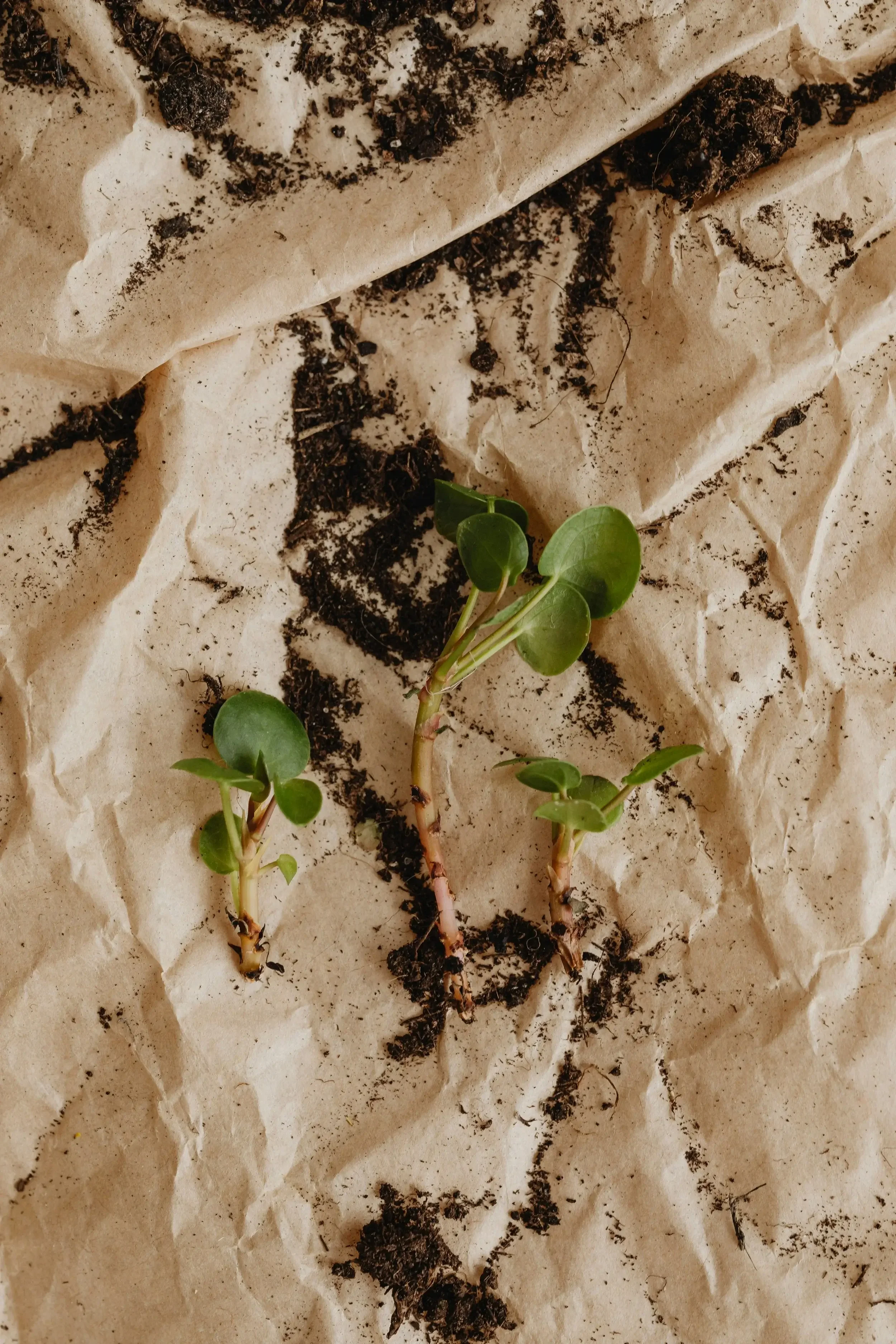 Young seedlings with small green leaves growing in soil on crumpled brown paper.