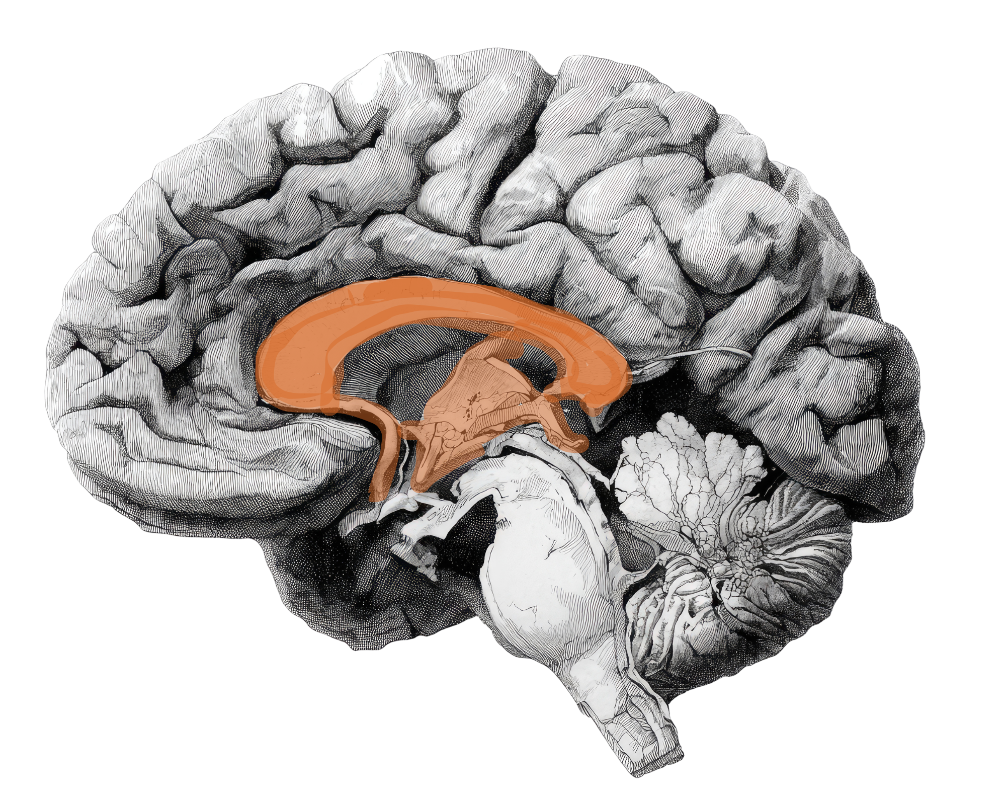 Illustrated image of one hemisphere of the brain with the limbic system highlighted in orange. The limbic system or inner brain is where memories, emotions, and automatic responses such as fight, flight, and freeze are processed.