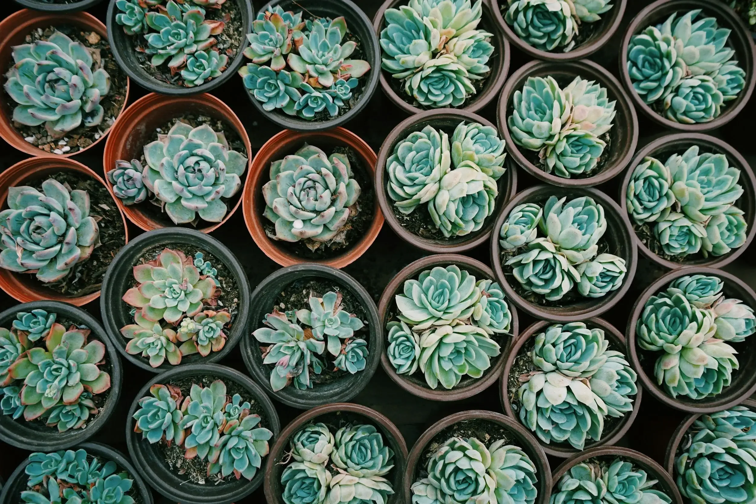 Multiple small potted succulents with rosette shapes in black and terracotta pots, viewed from above.