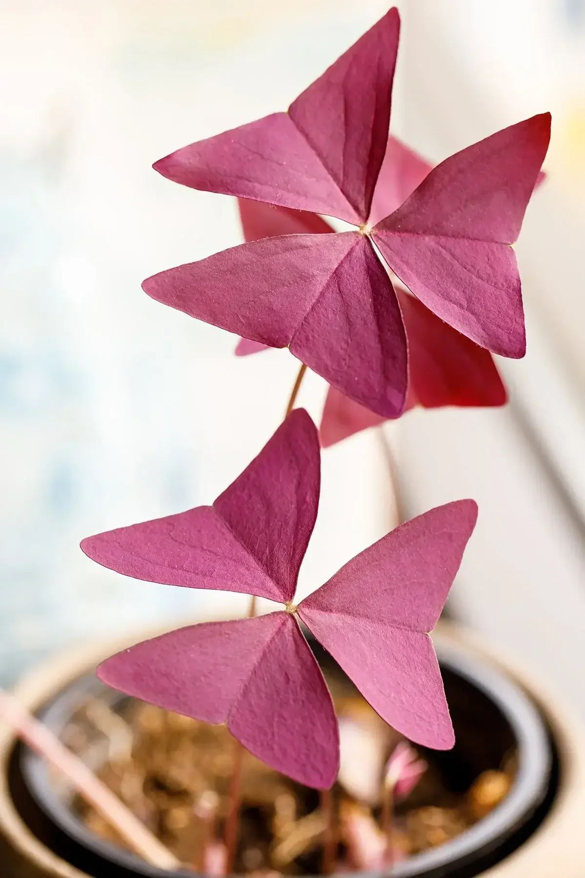 Close-up of pink heart-shaped leaves of a plant in a pot.