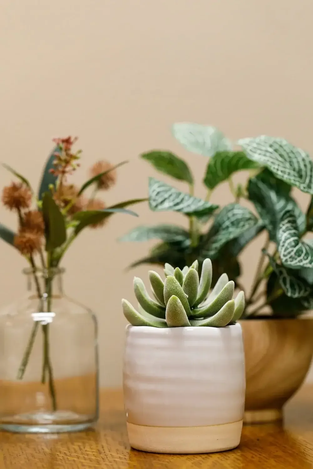 Close-up of a potted succulent plant with green, fuzzy leaves on a wooden surface, with a plant in a wooden bowl and dried flowers in a glass jar in the background.