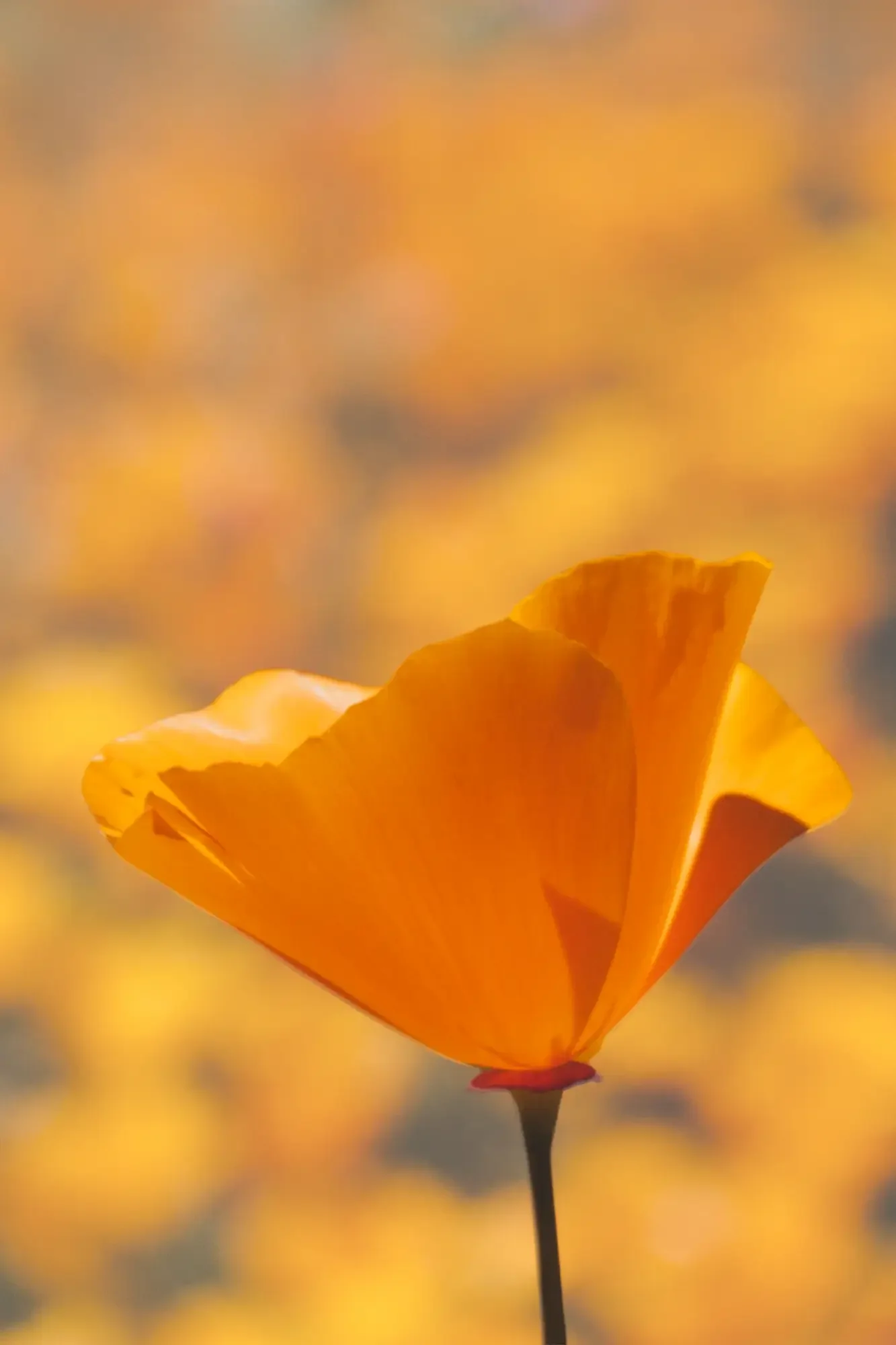 Close-up of a vibrant orange poppy flower with its petals open, against a blurred background of warm hues.