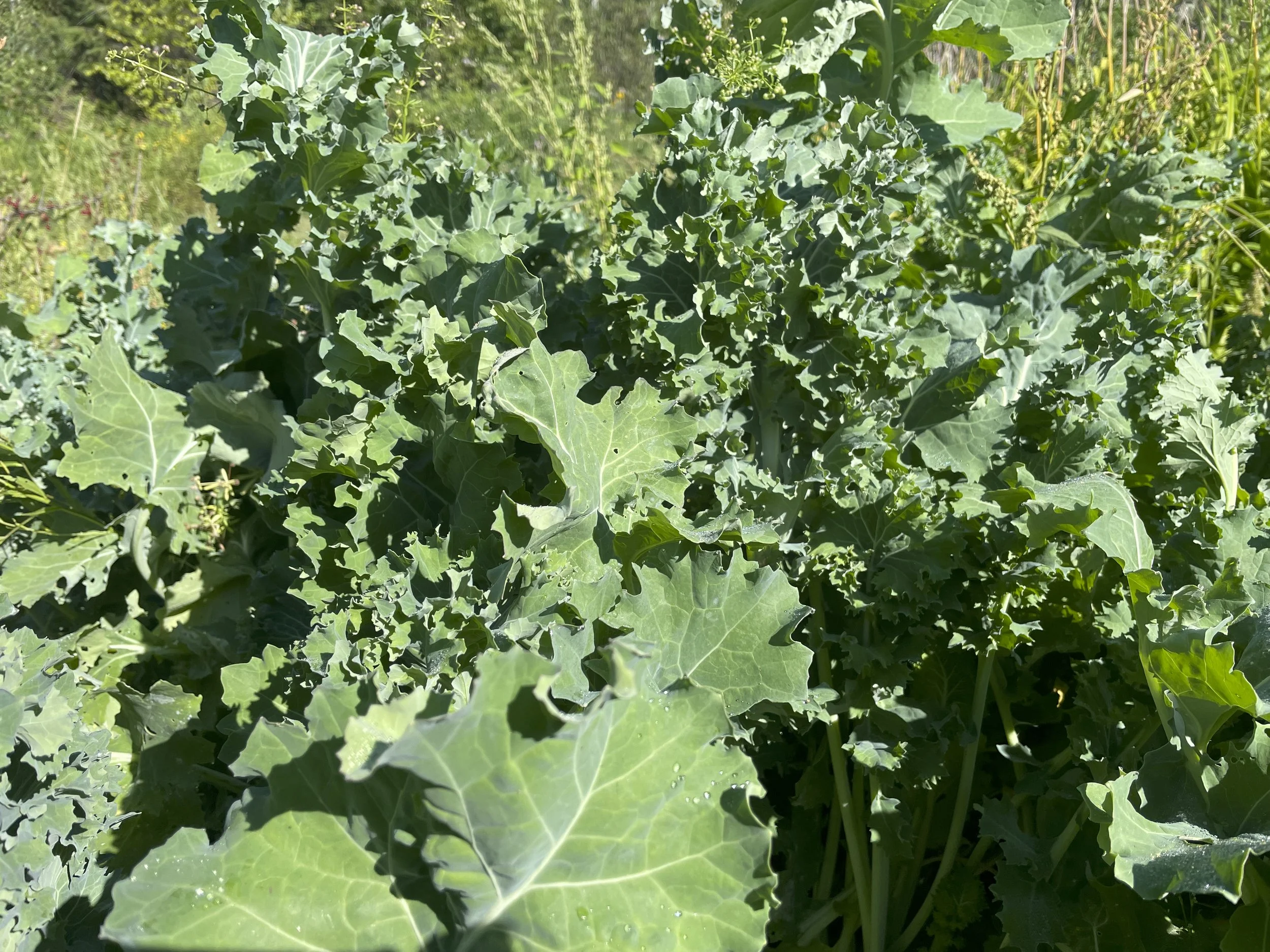 Kale.jpeg