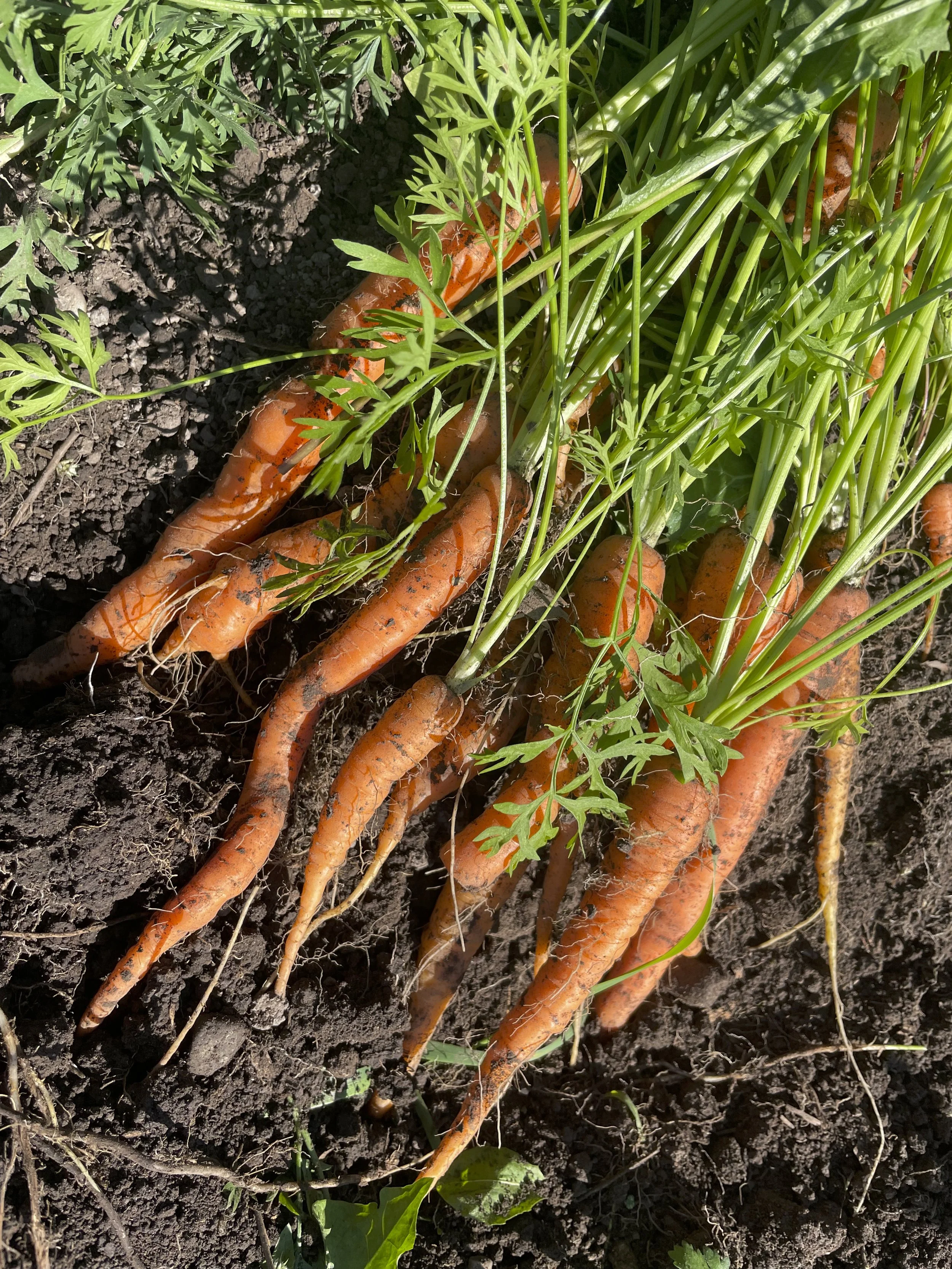 Carrots.jpeg
