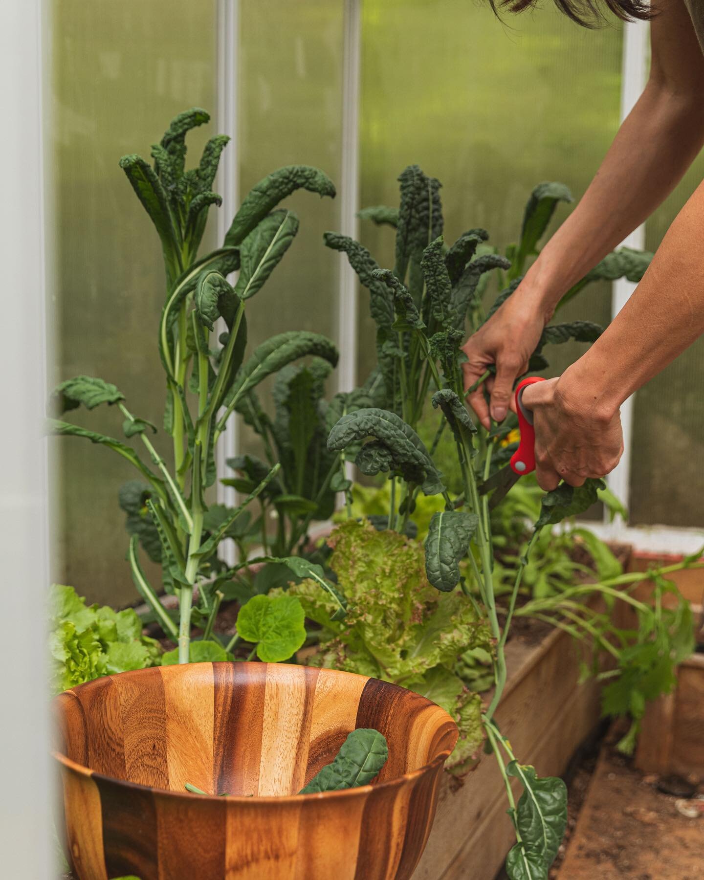 Have you planted your seeds yet? 🌱 Gardening in the PNW has its challenges- but thankfully there are still so many incredible things that you can grow in abundance here. High on our list is garden greens, herbs &amp; edible flowers. 

Some of the he