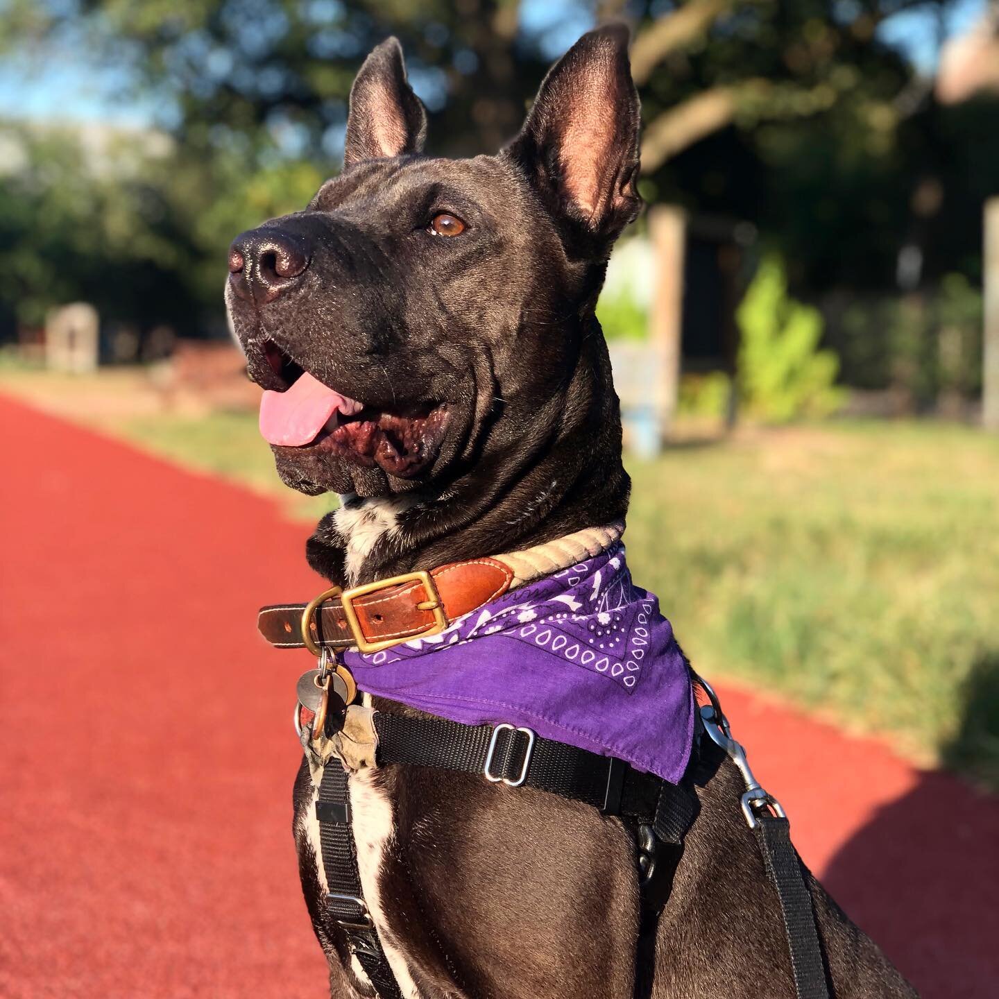Golden boy enjoying the golden hour ✨😍
.
.
.
.
.
.
#goldenhour #houston #texas #houstonpets #goodboy #dogdaysofsummer