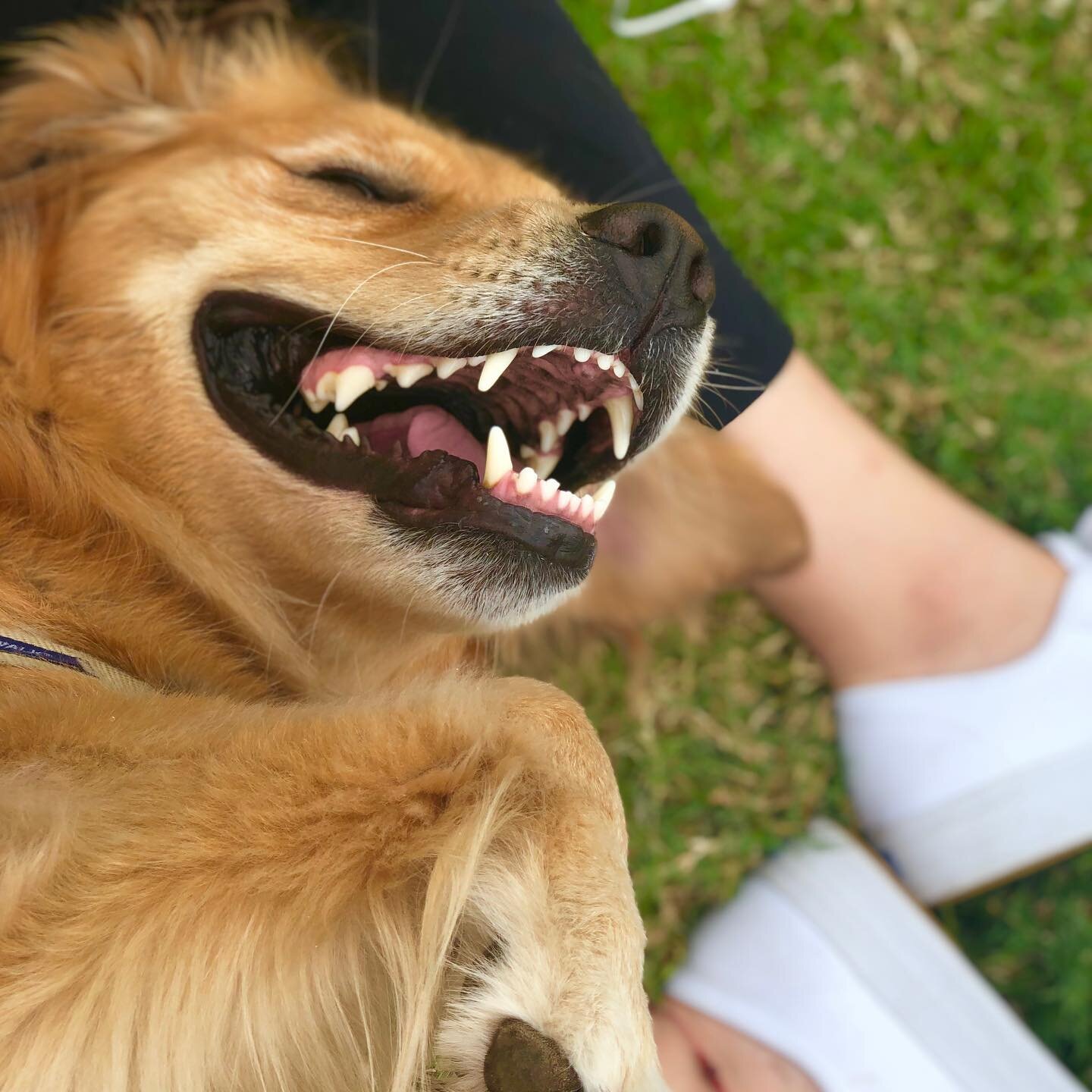 Life of Maizey: 🐕 walkies to park 💨 get my zooms in 🐿 squirrel. 🎾 #baller time (finders keepers) 🤪 smiles until I plots 🔁 tomorrow we repeat