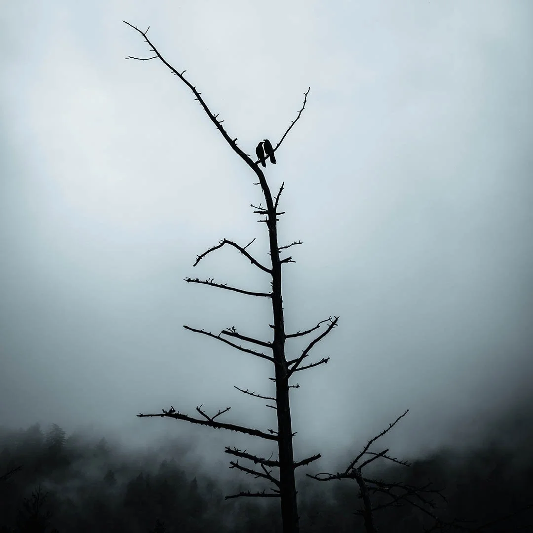   Kevin Denton Varis Studios   
photography 
940 Tyler Street, Studio 3