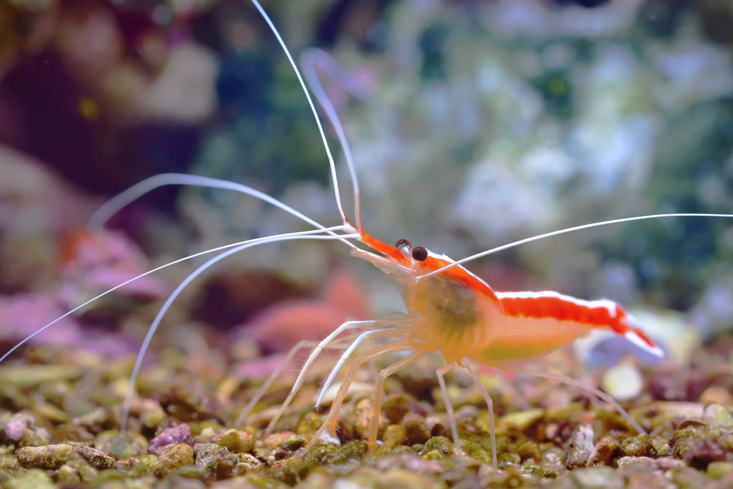Glim Fish High Tide Aquatics
