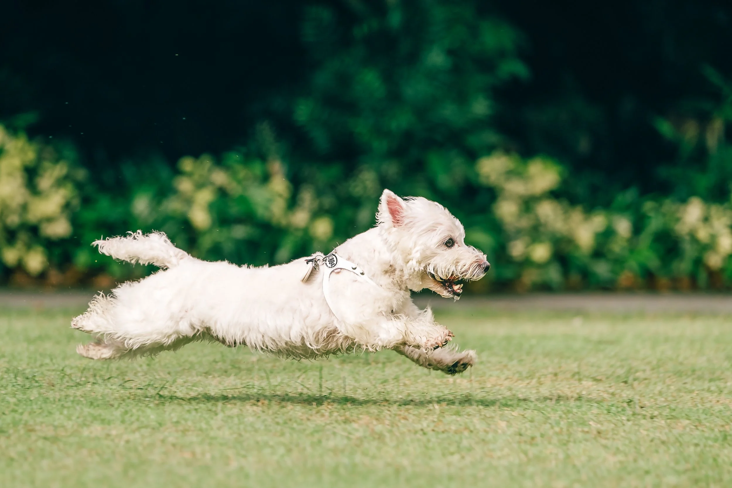 westie running by olivesky