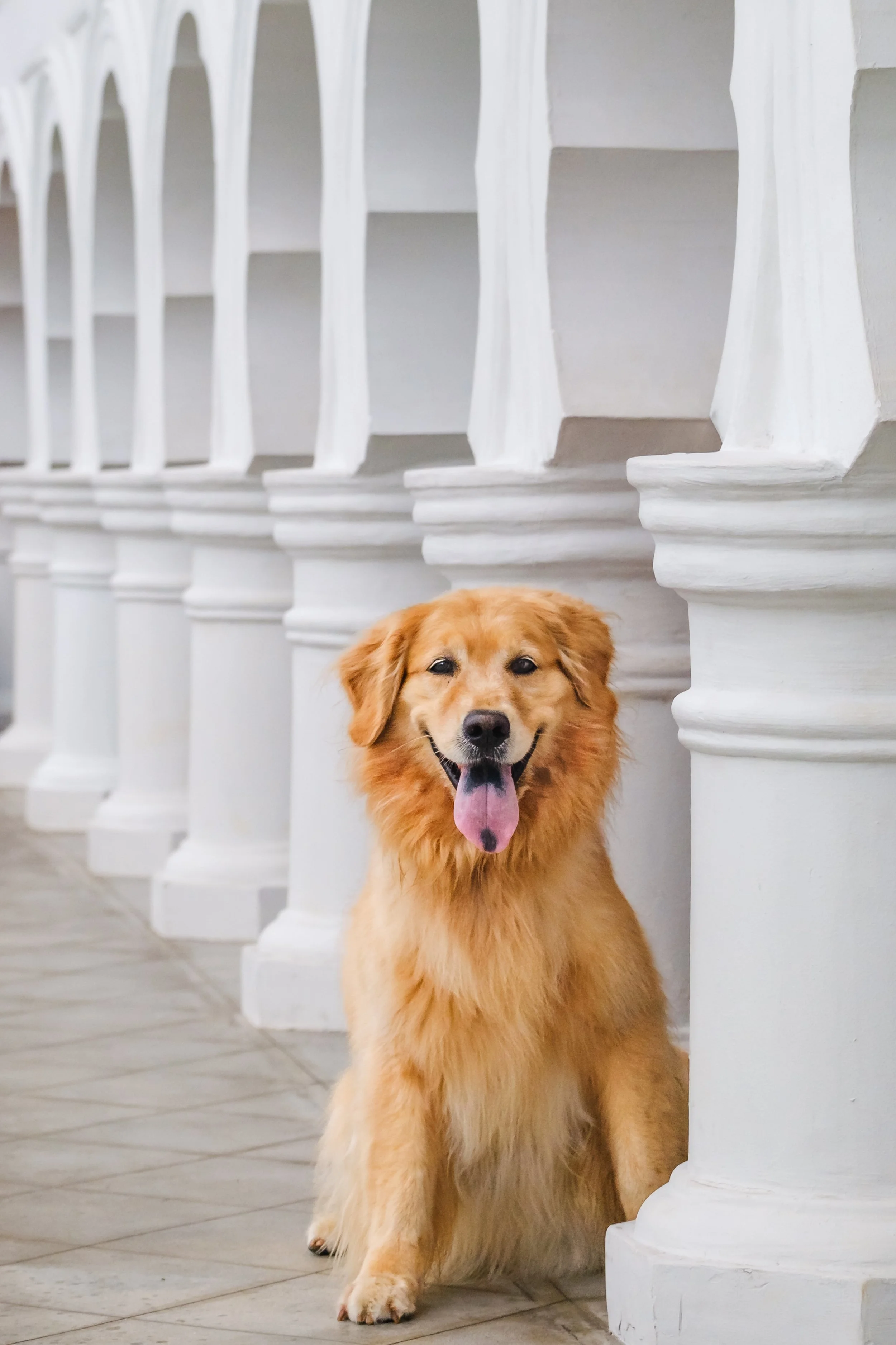 golden retriever at botanic gardens singapore