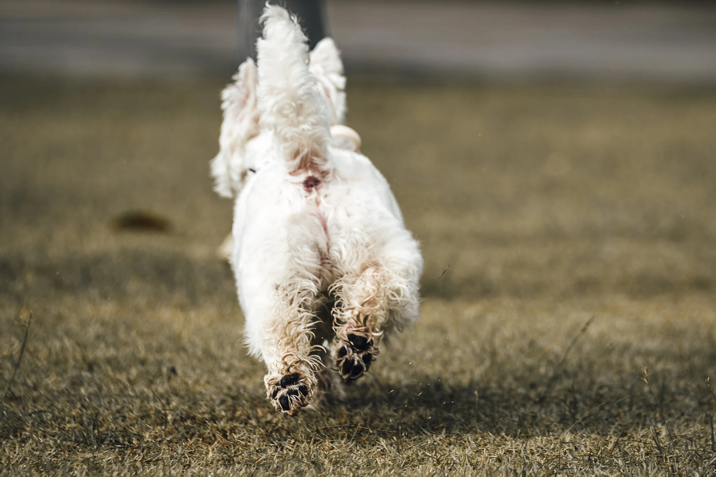 westie tail and running