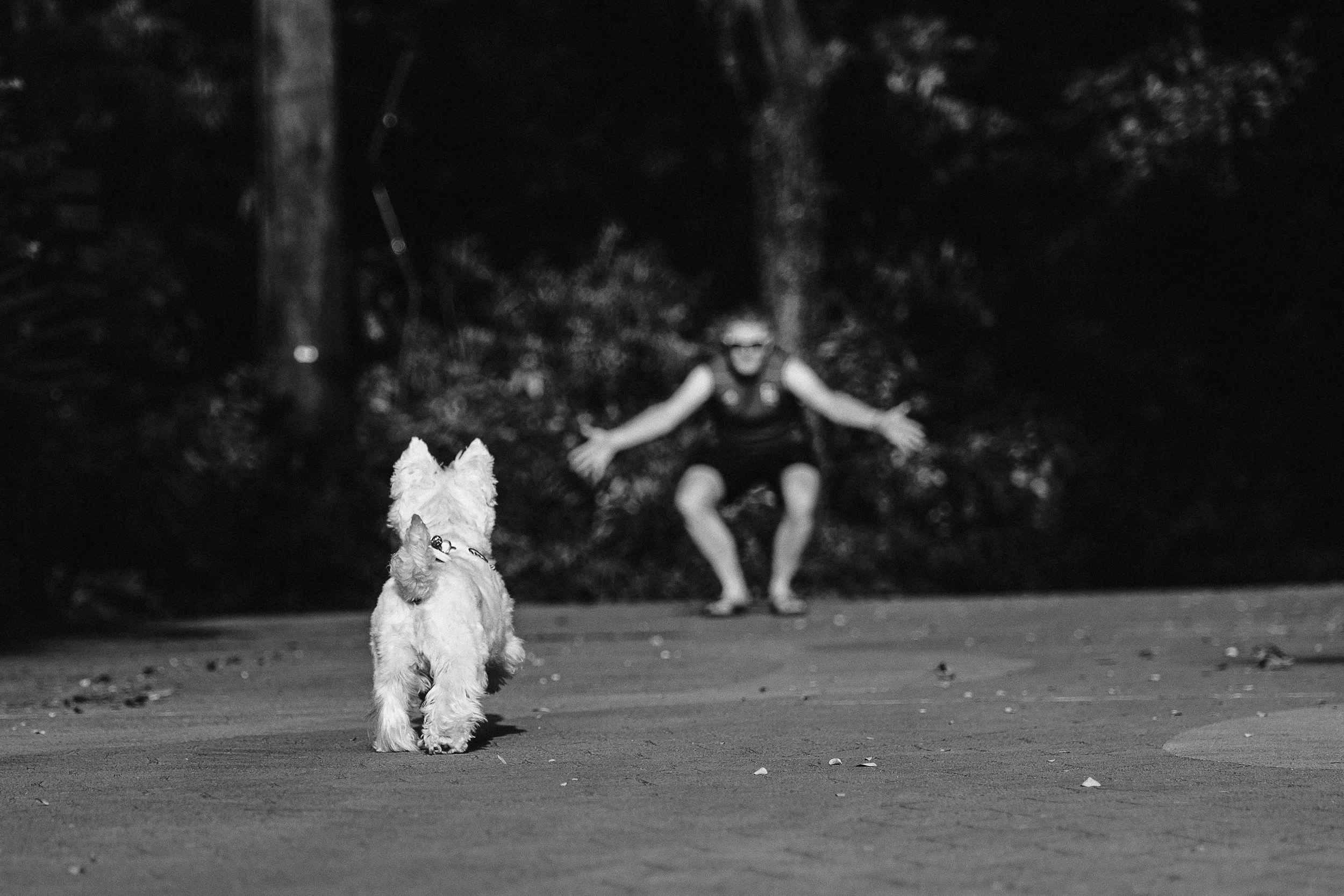 westie and its master
