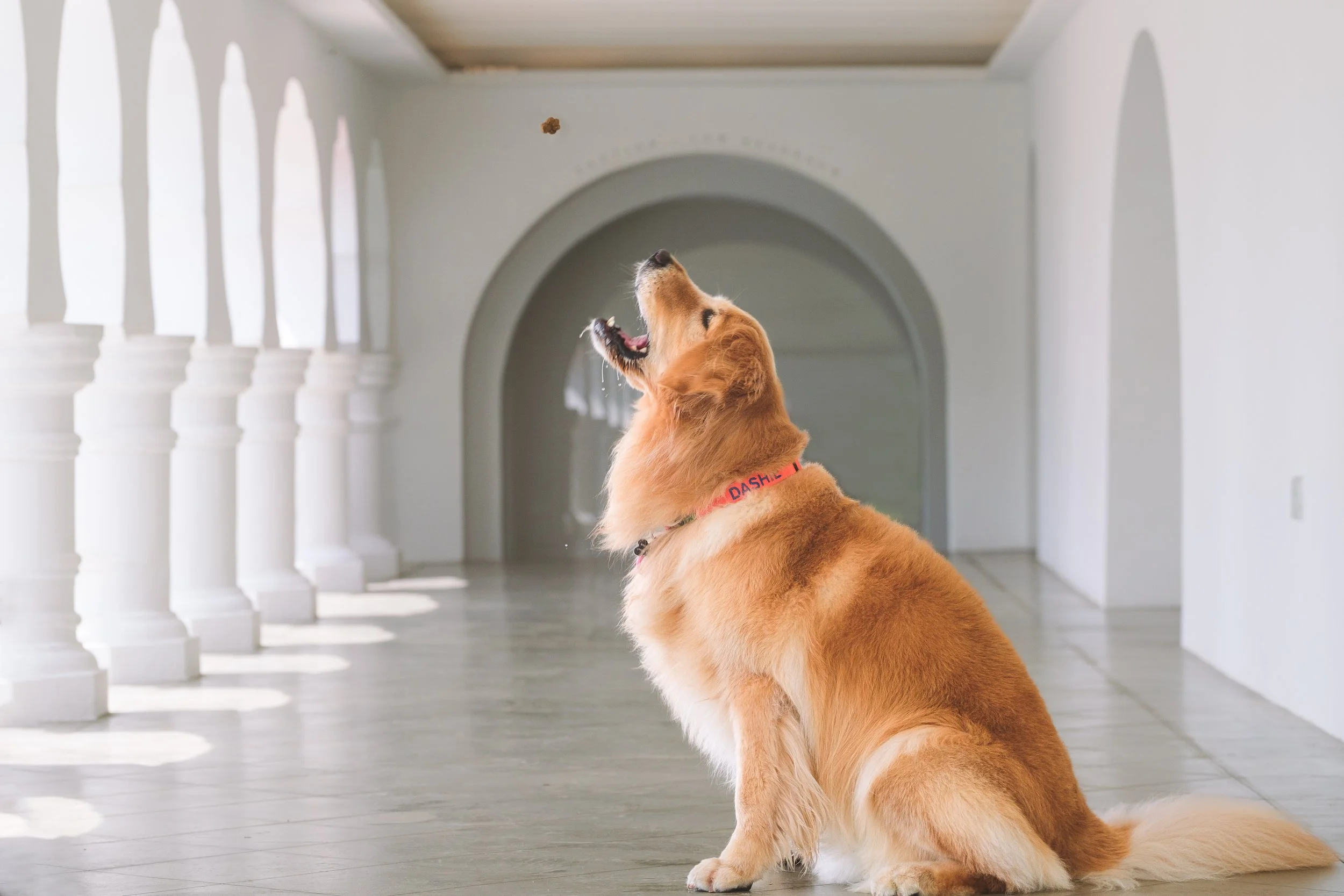 golden retriever at botanic gardens singapore