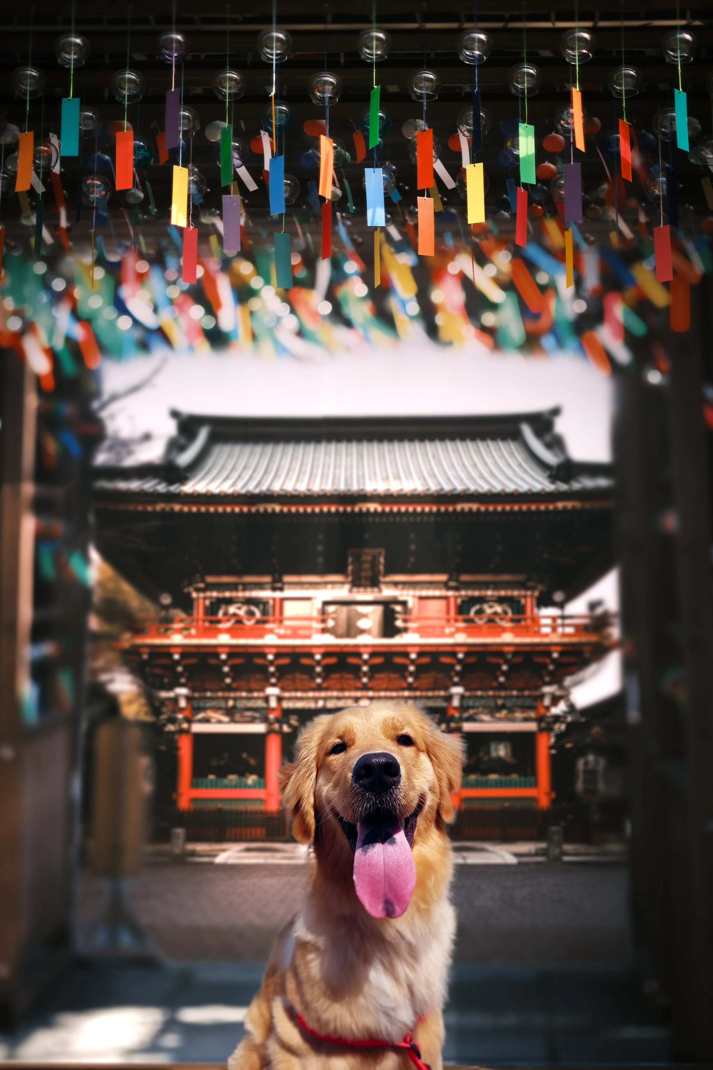 golden retriever portrait singapore