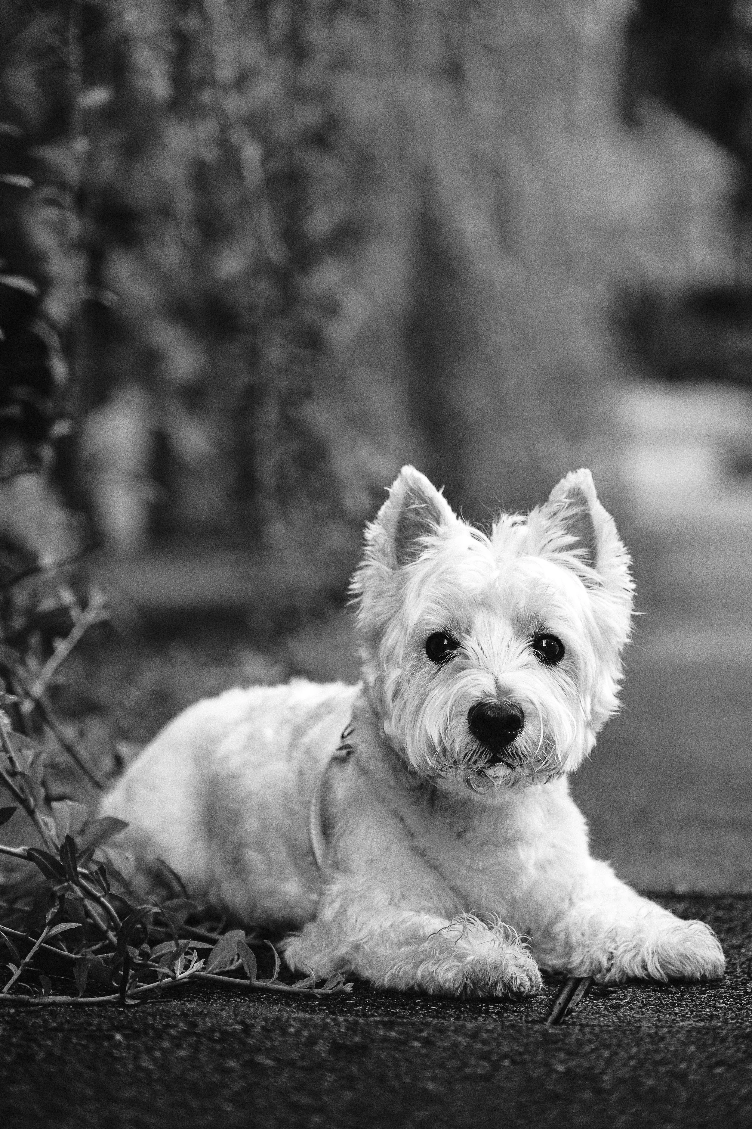 westie at gardens by the bay in black and white