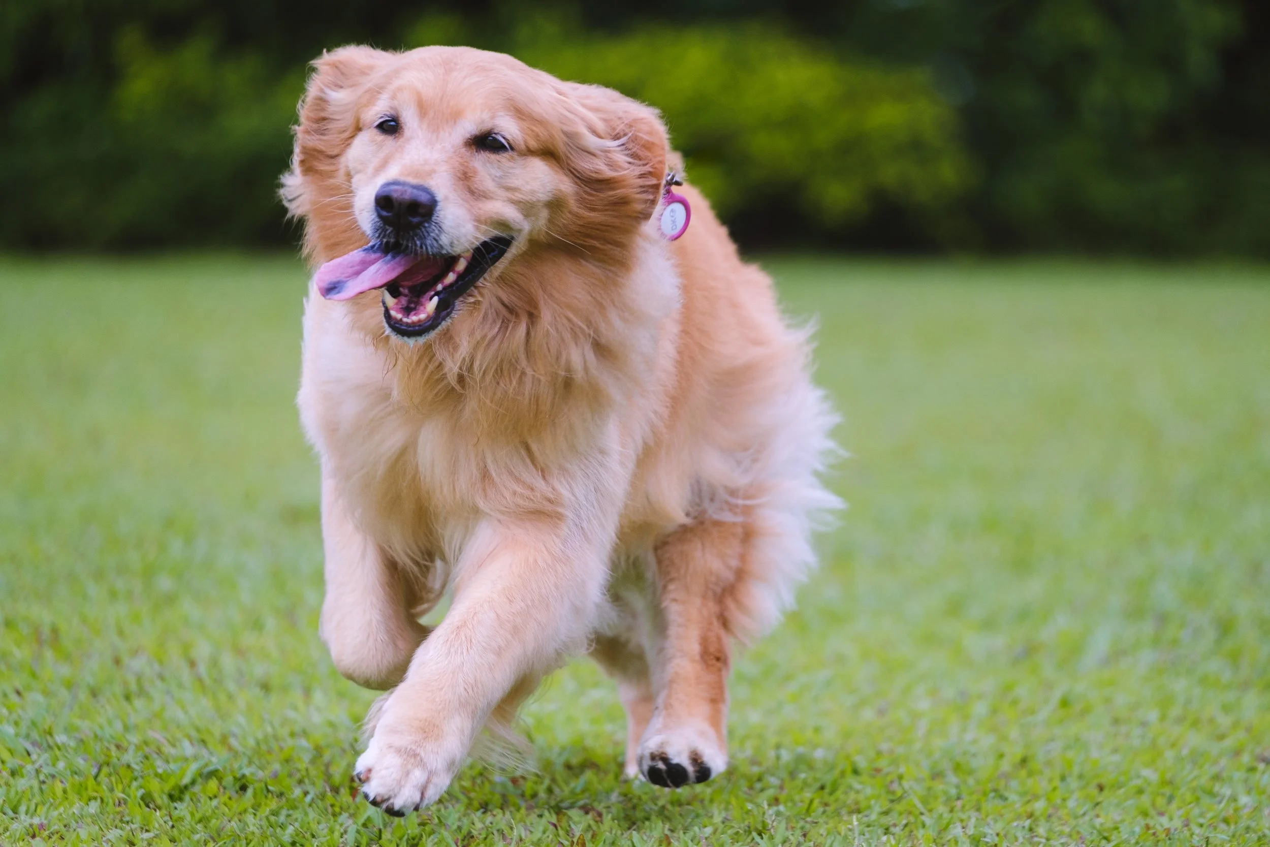 golden retriever running