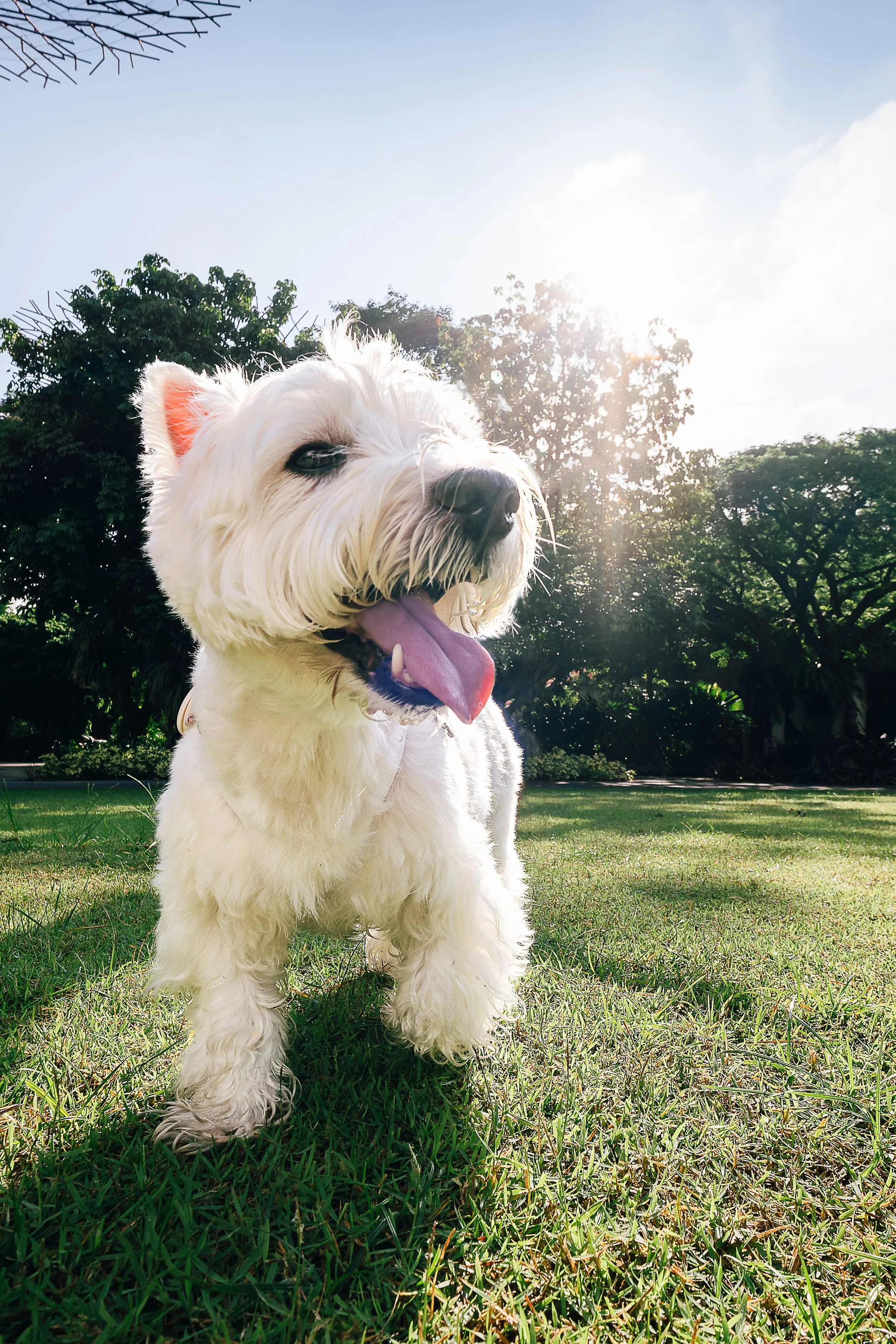 westie at gardens by the bay