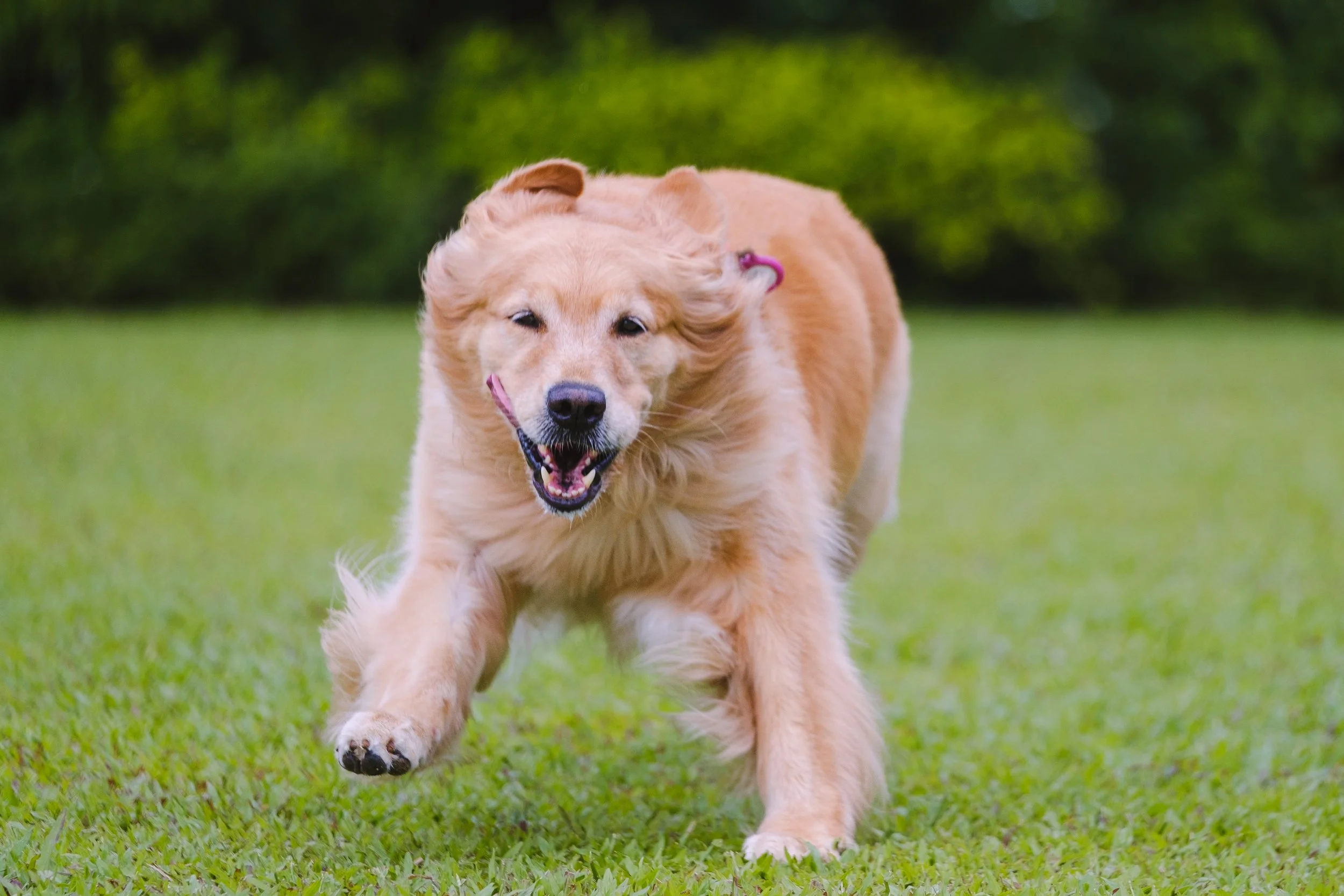 golden retriever running