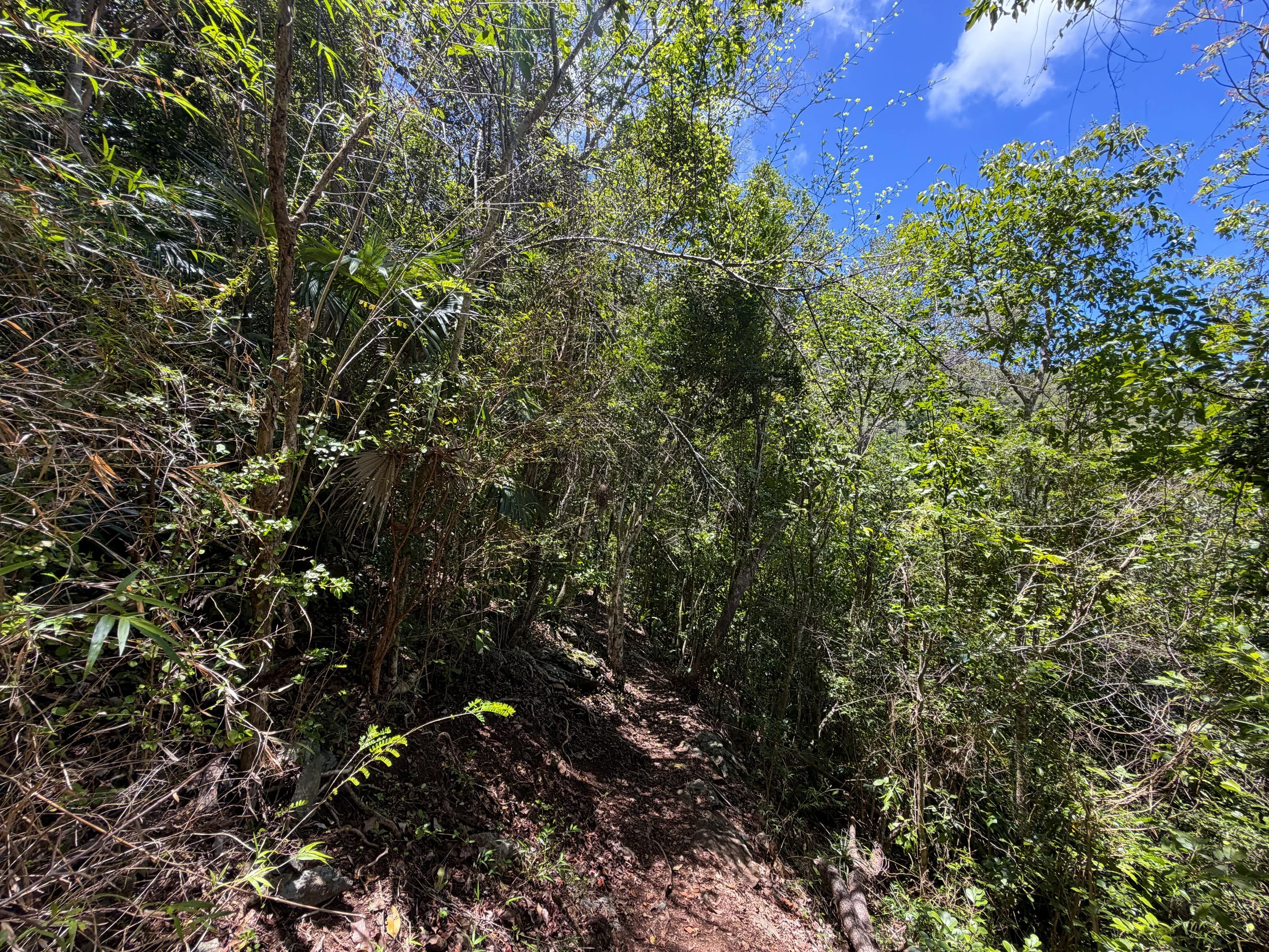 Caneel Hill Trail Virgin Islands National Park