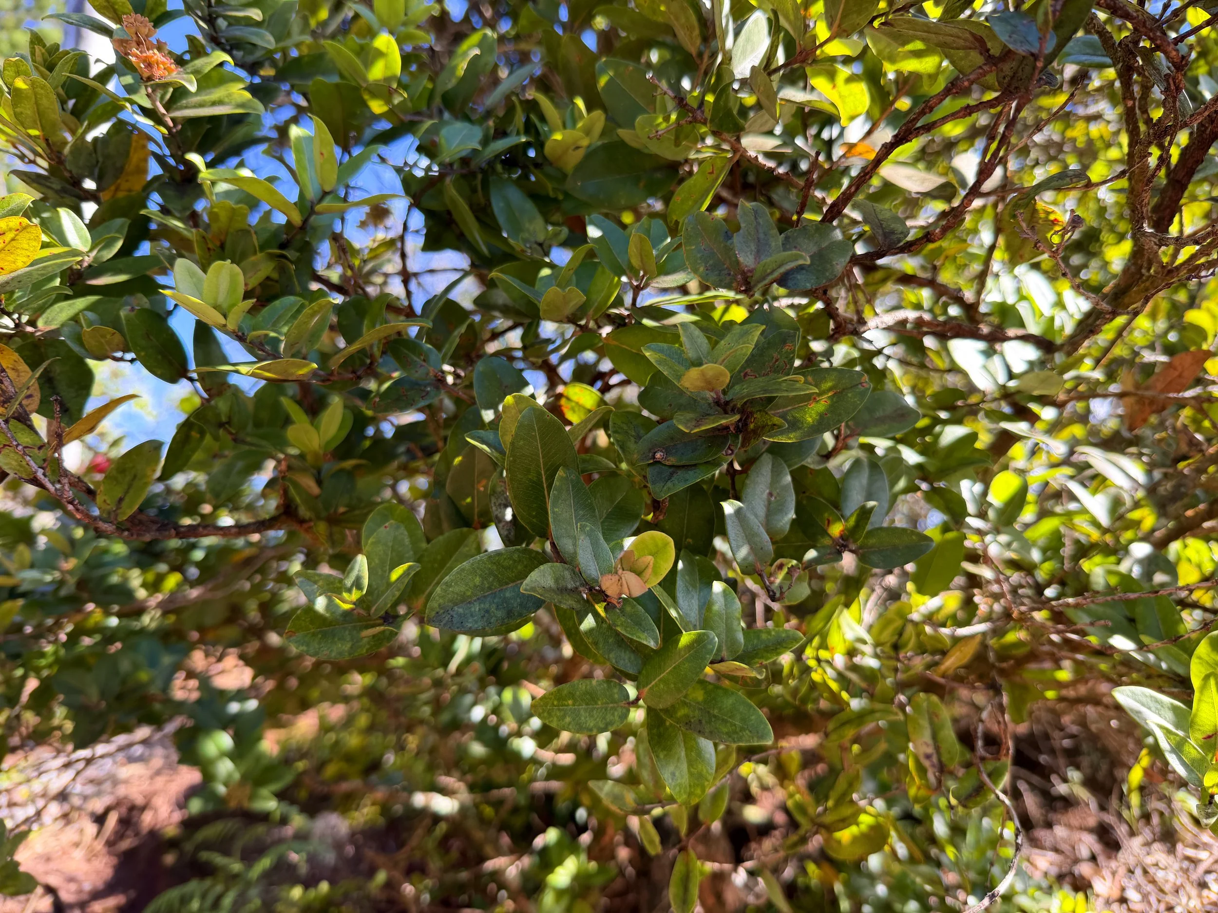 Ohia lehua Metrosideros polymorpha