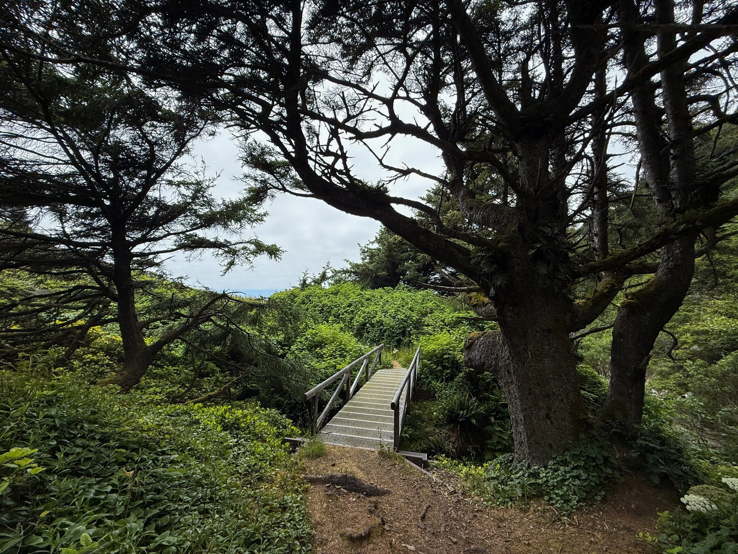 Damnation Creek Trail Bridge Del Norte Coast Redwoods State Park California