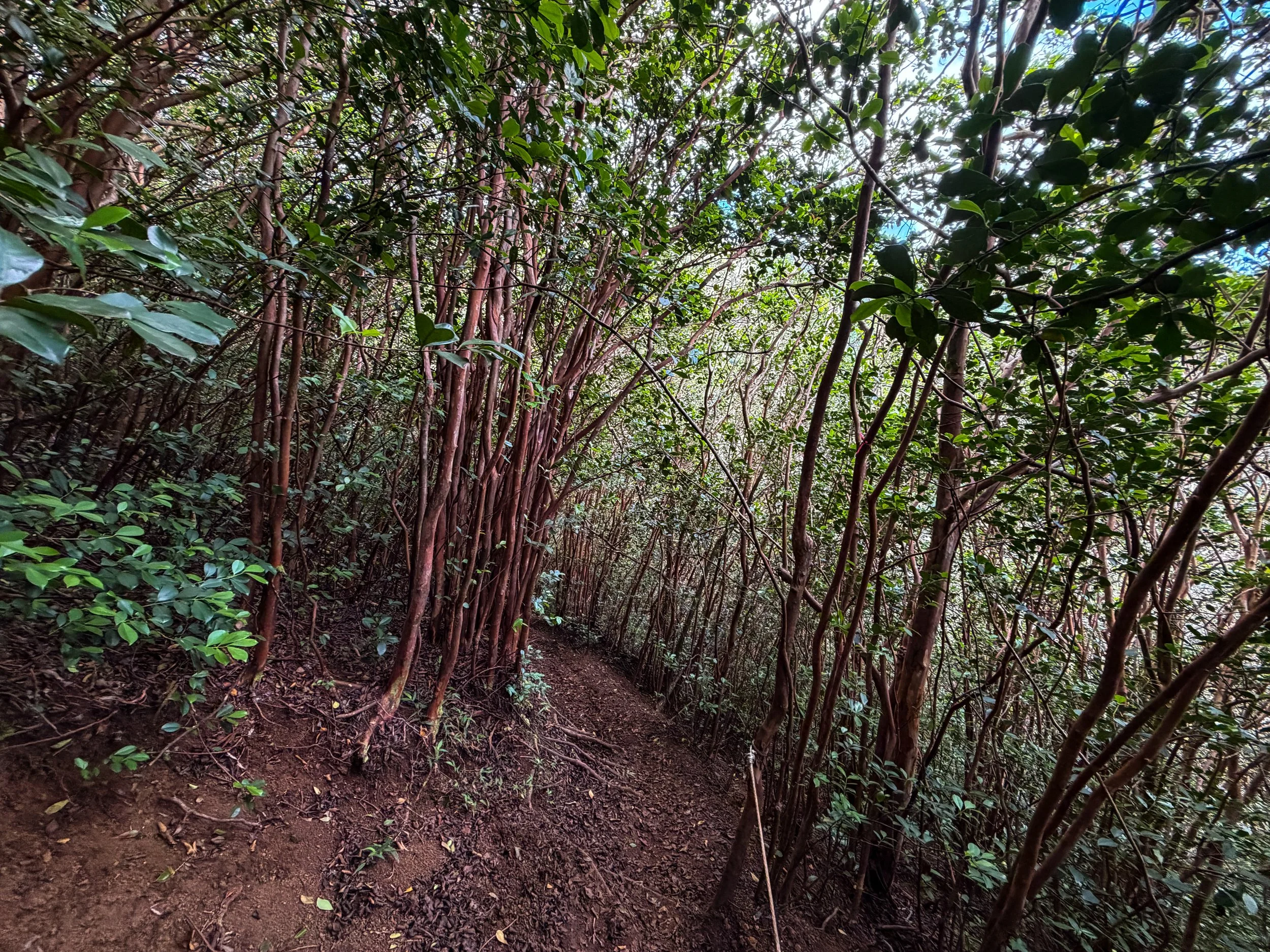 Kaau Crater Trail Oahu Hawaii