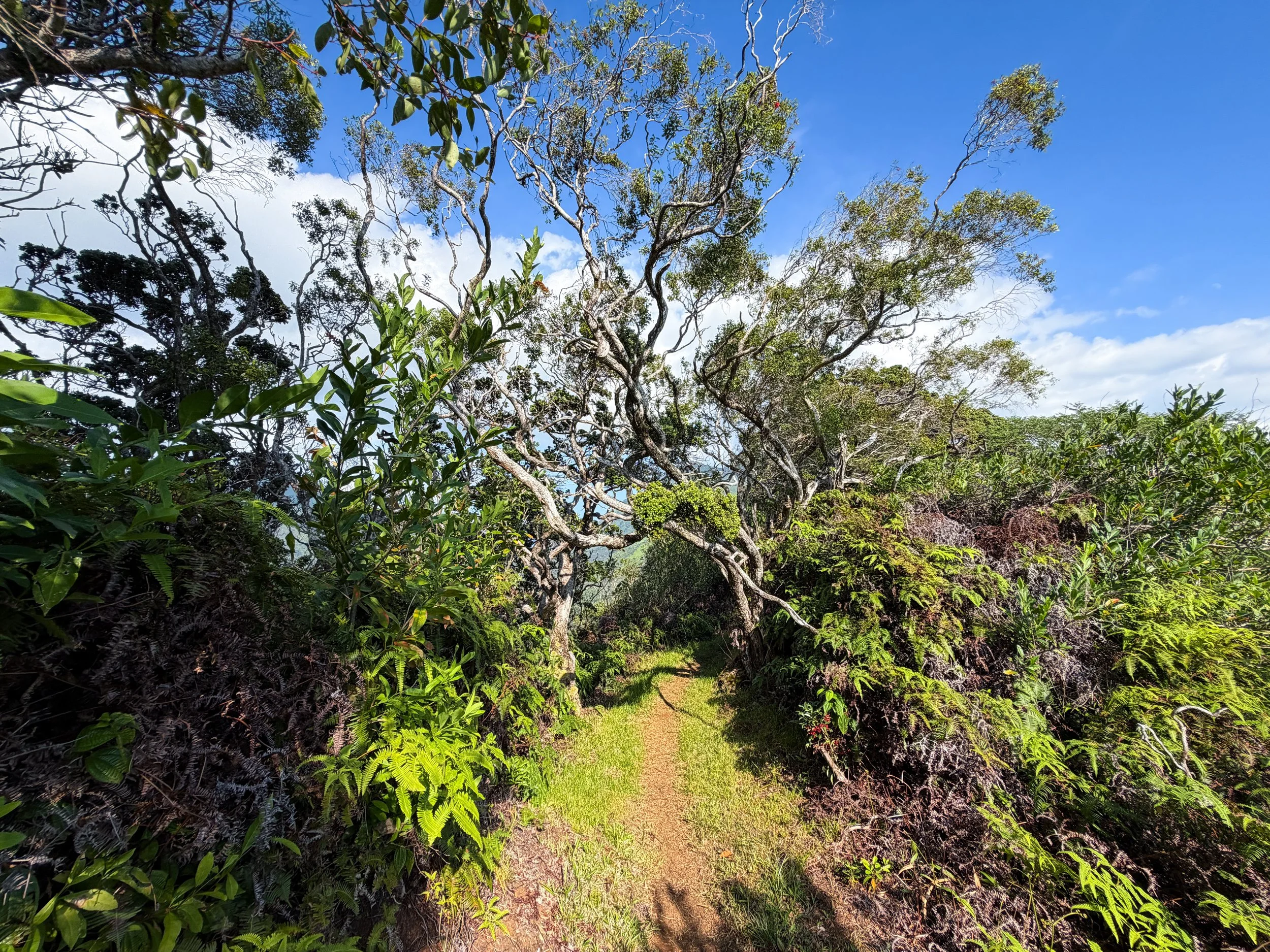 Nuuanu Trail Oahu Hawaii