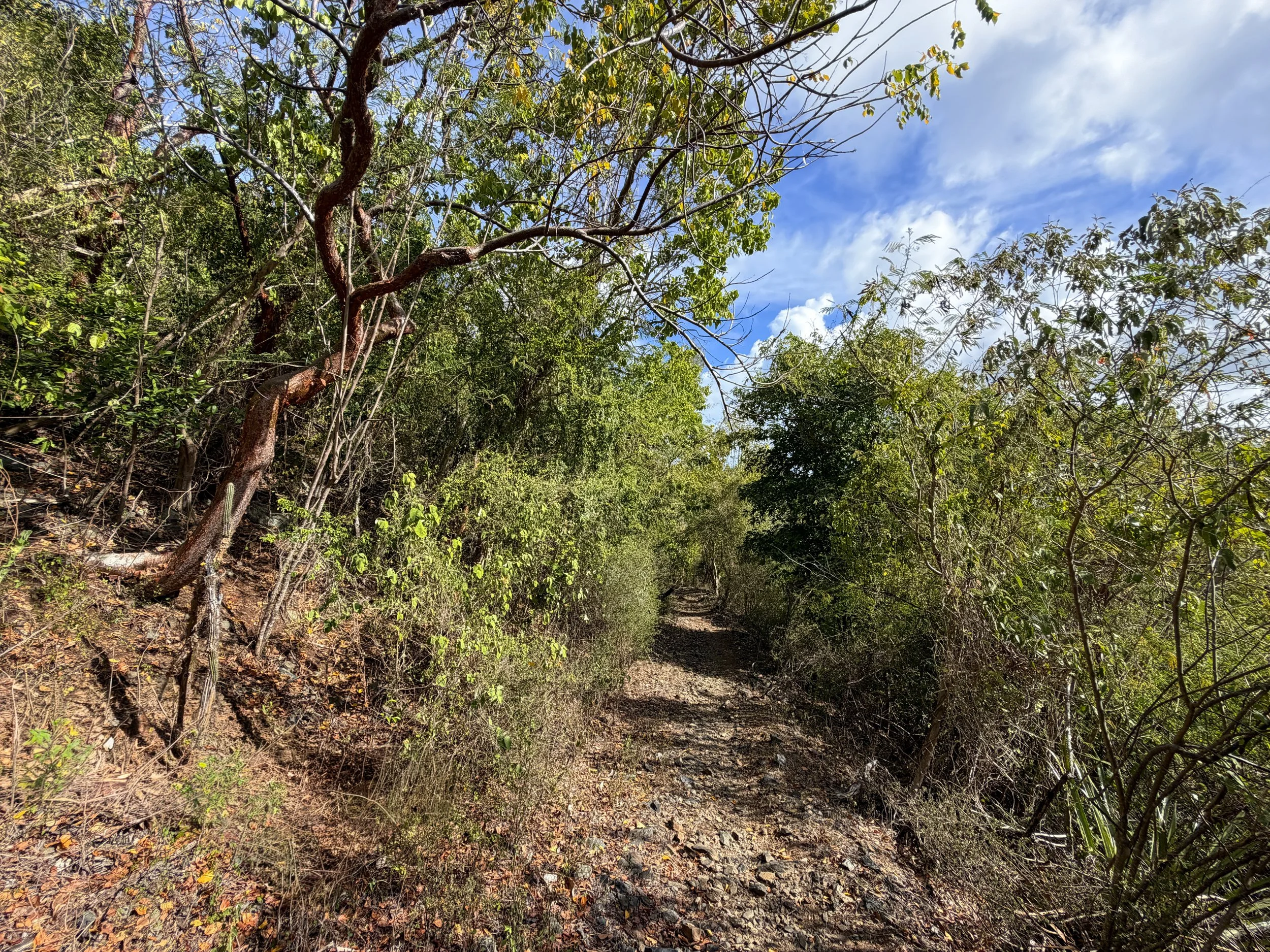 Brown Bay Hike Virgin Islands National Park
