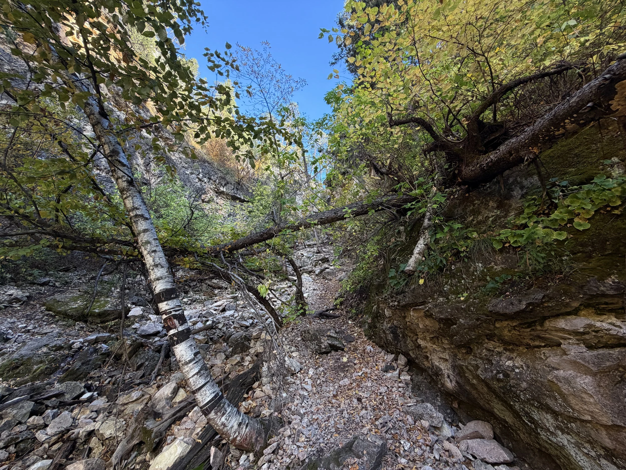 Community Caves Trail Spearfish Canyon Black Hills South Dakota
