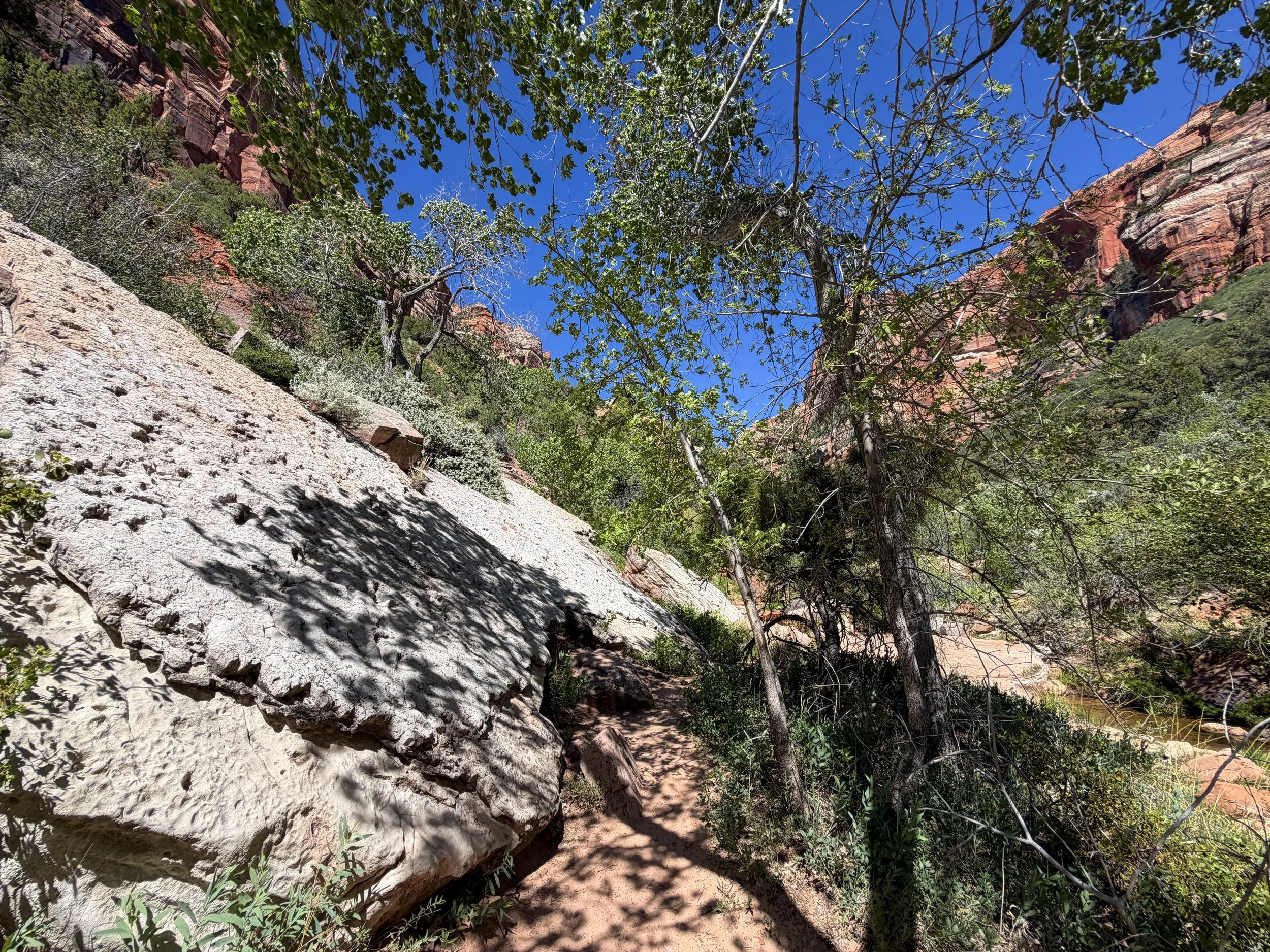 Dinosaur Tracks Subway Trail Left Fork North Creek Zion National Park Utah