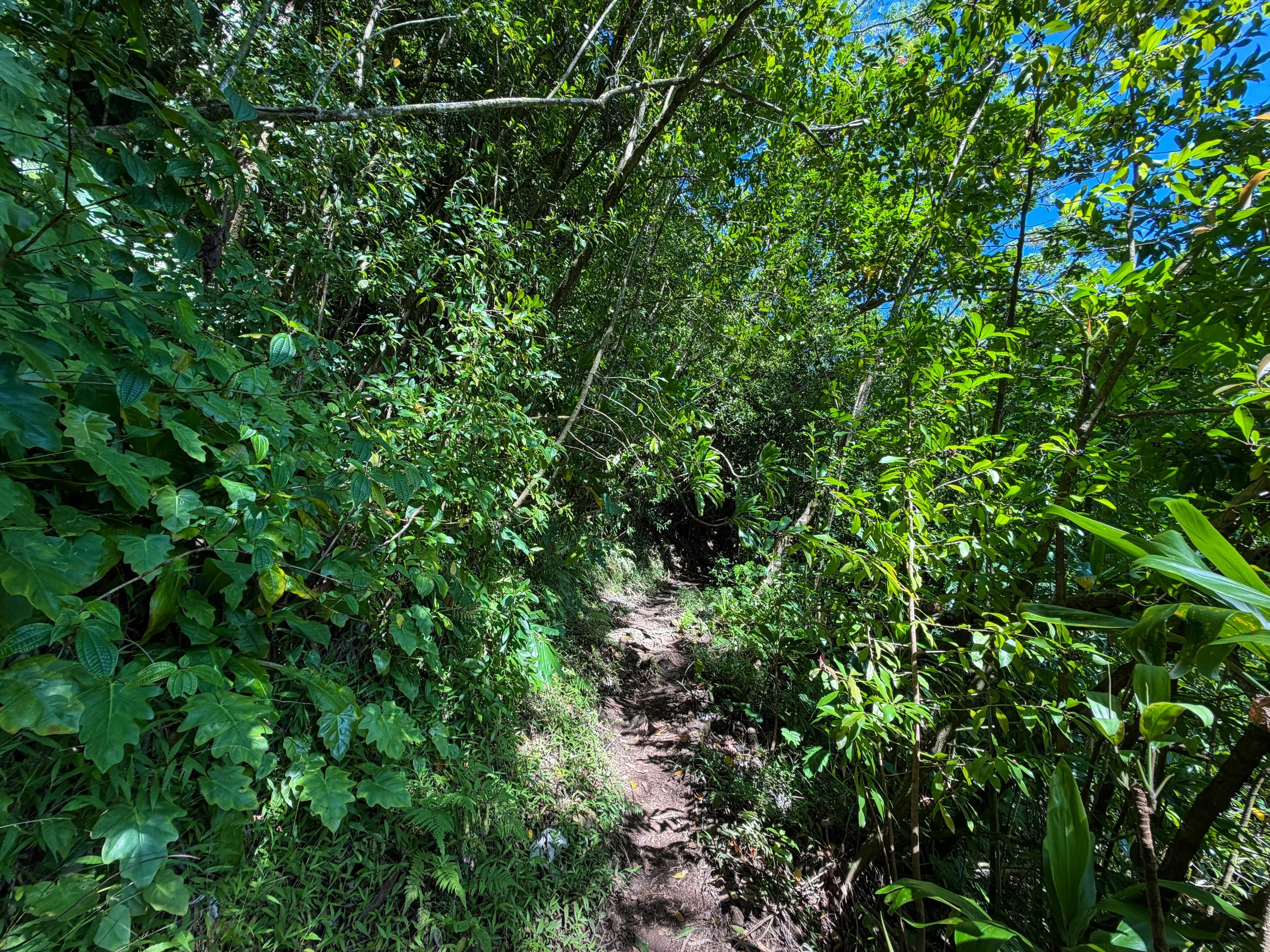 Aihualama Hike Oahu Hawaii
