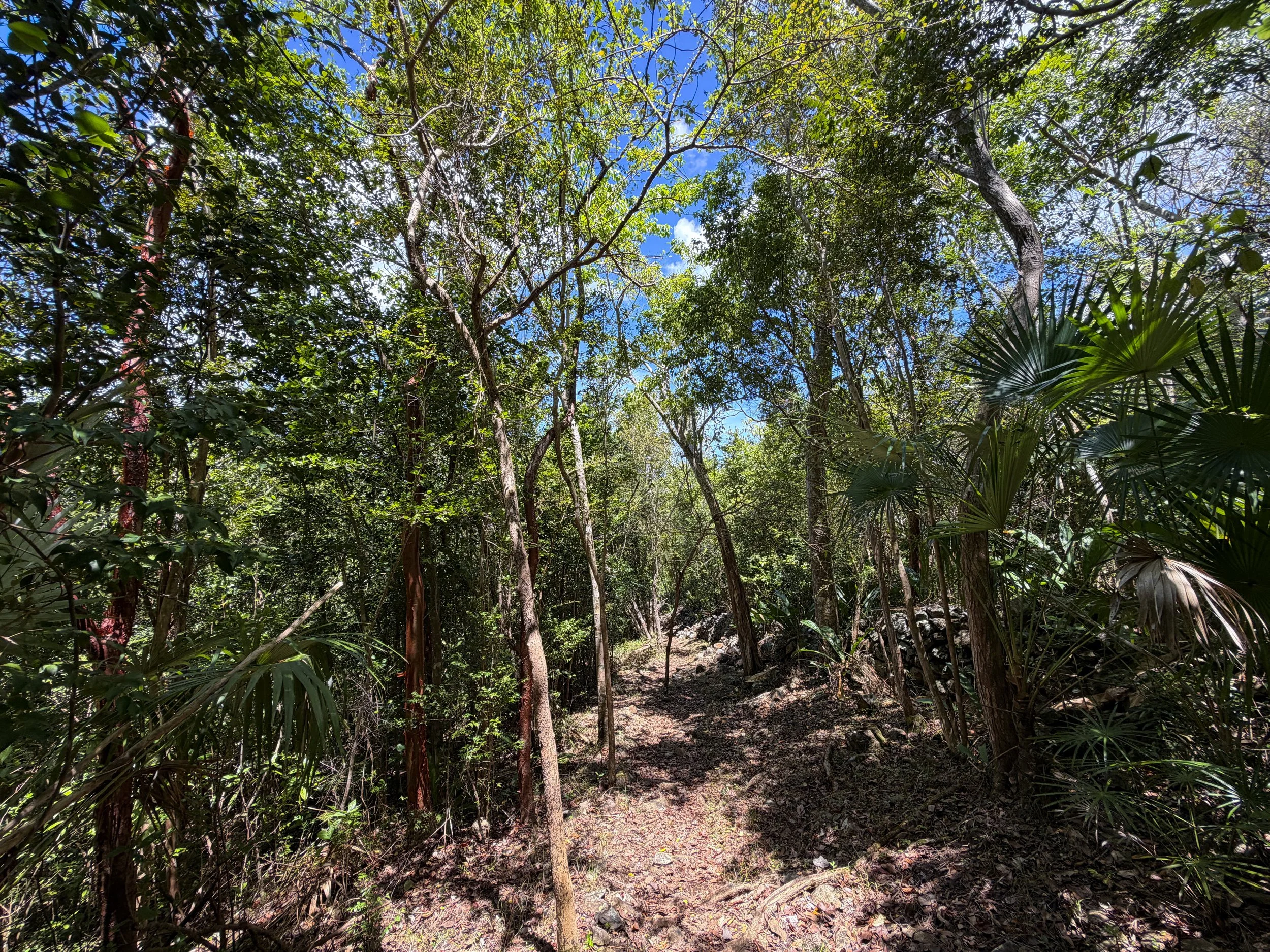 Caneel Hill Trail Virgin Islands National Park