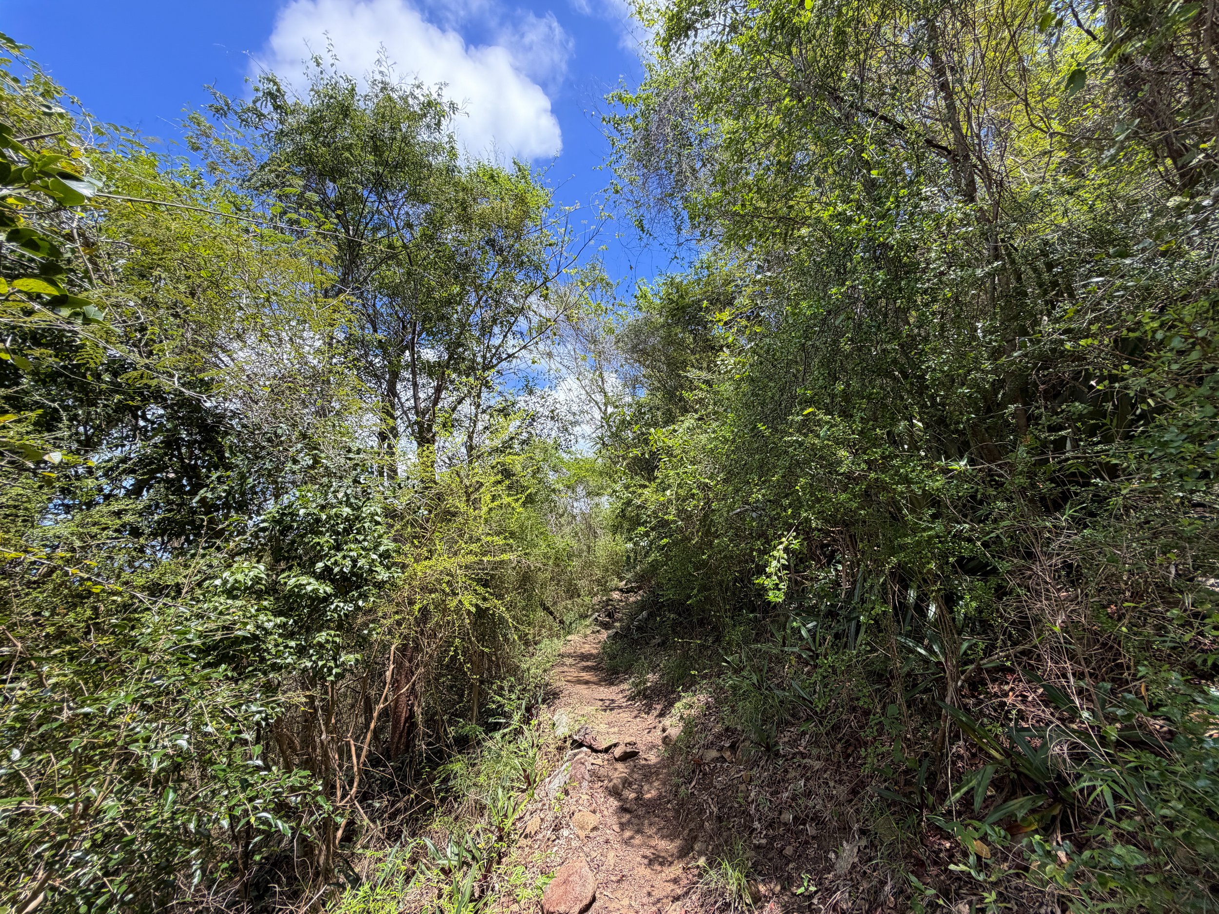 Caneel Hill Hike Virgin Islands National Park