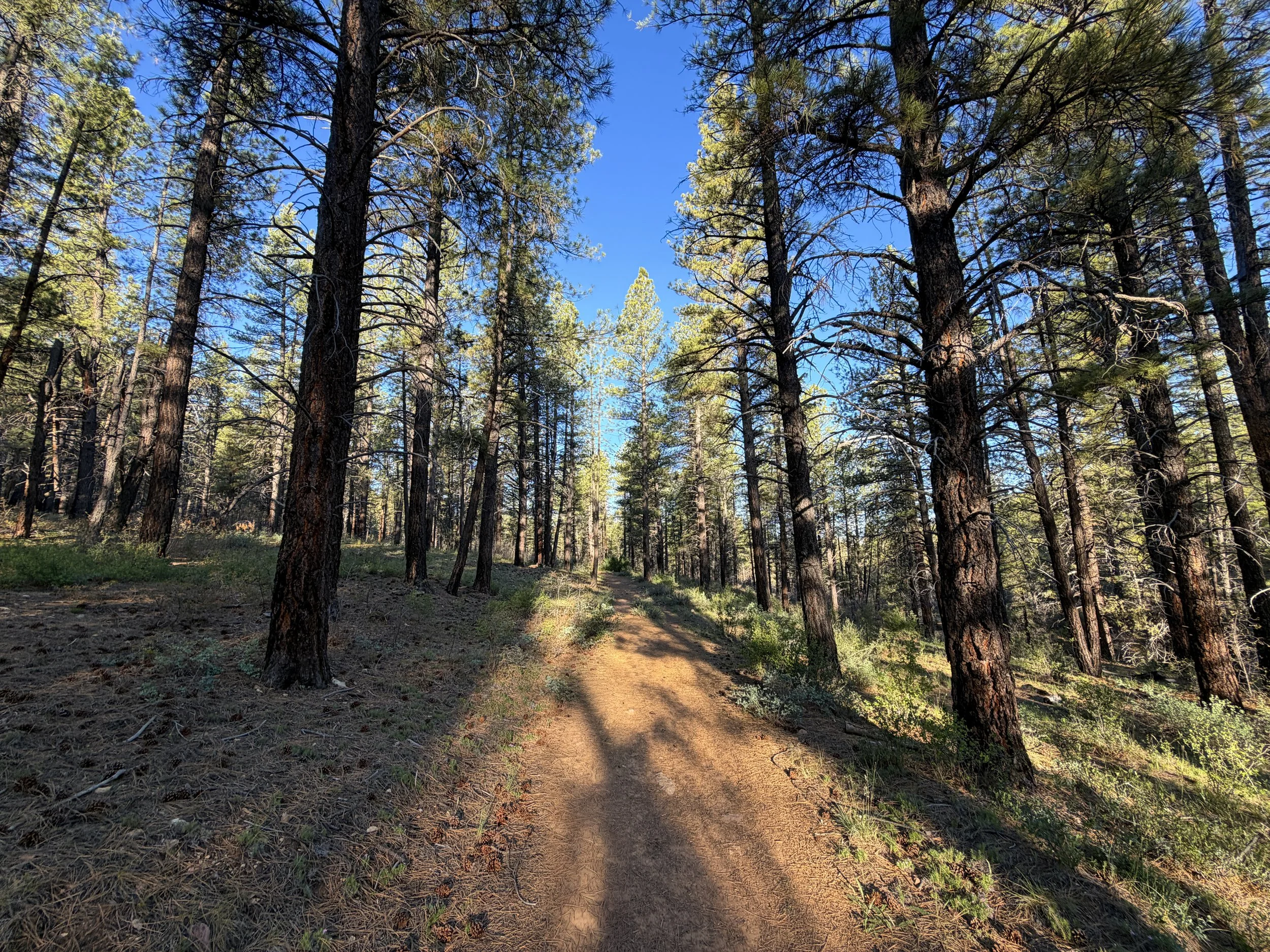 Deertrap Mountain Trail Zion National Park Utah