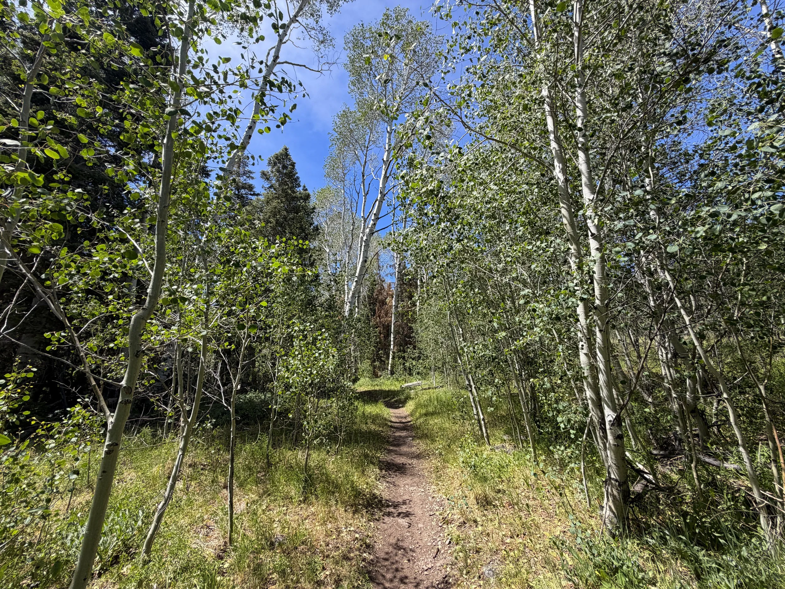 Timber Creek Trail Great Basin National Park Nevada