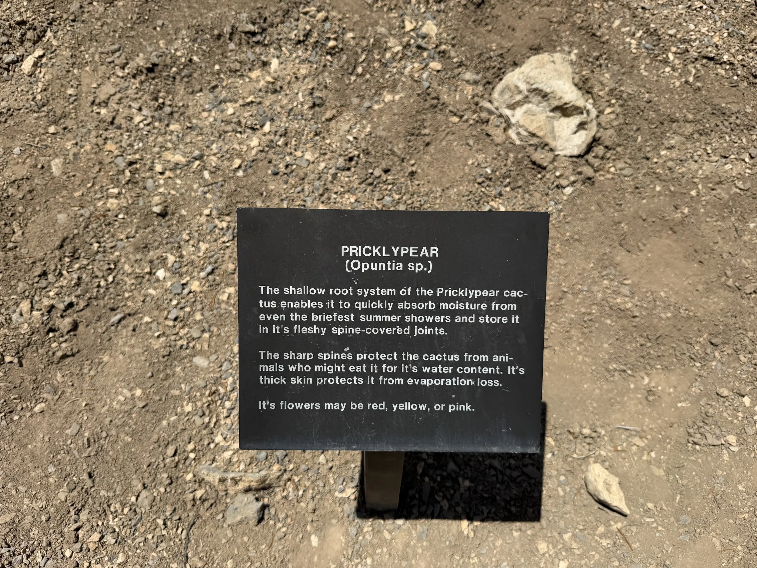 Mountain View Nature Trail Great Basin National Park Nevada