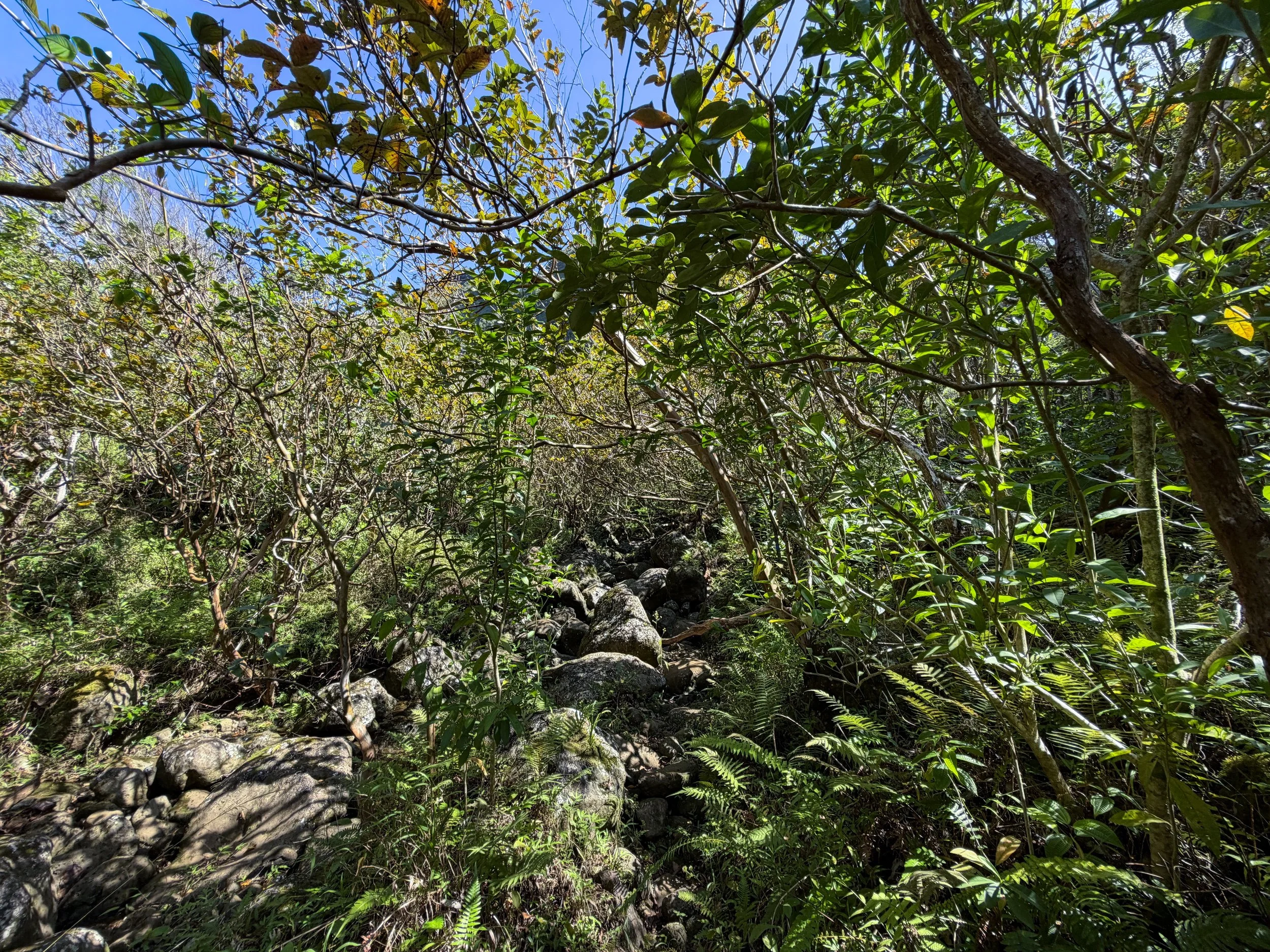 Kulanaahane Trail Oahu Hawaii