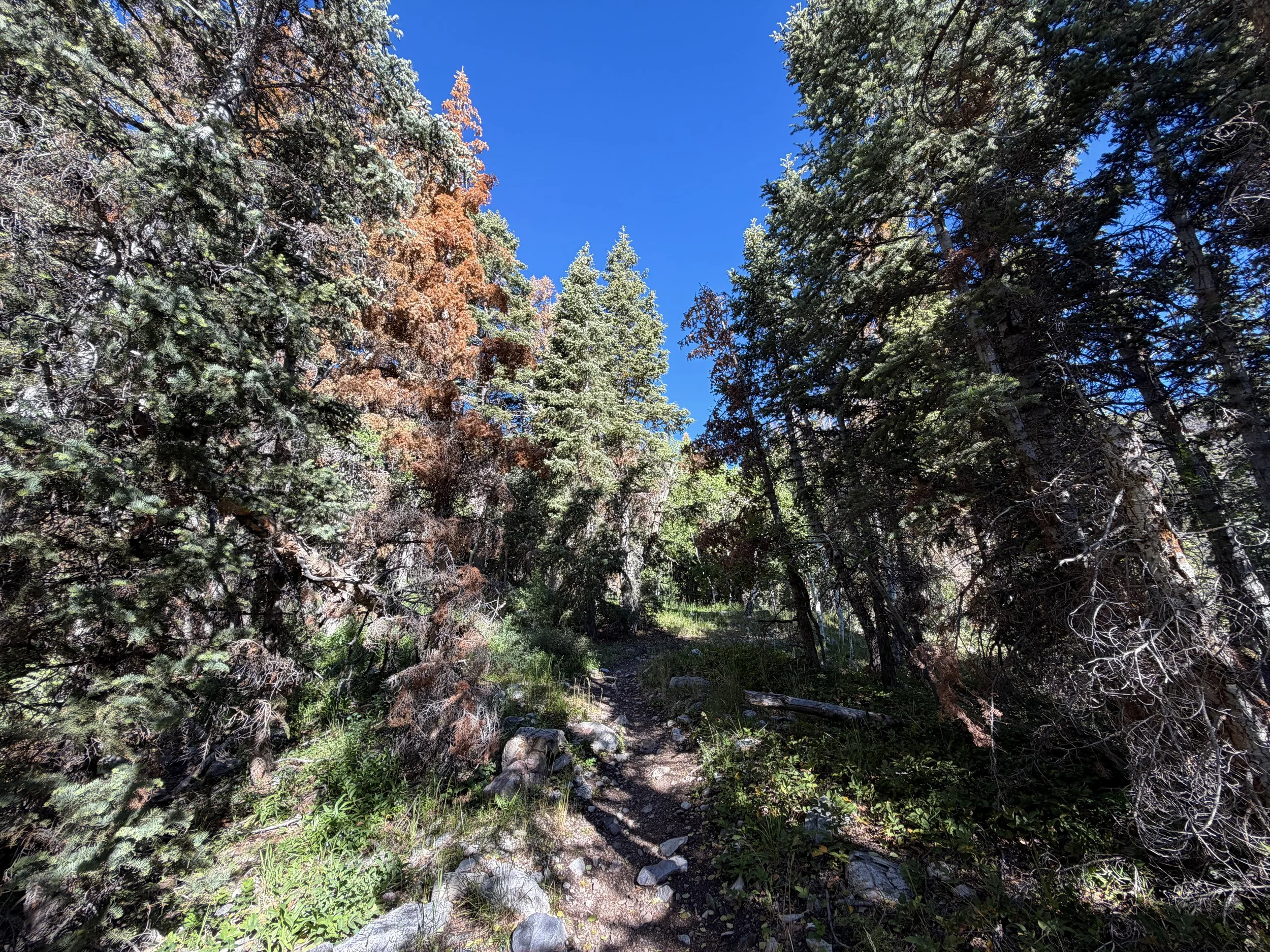 Baker Lake Trail Great Basin National Park Nevada