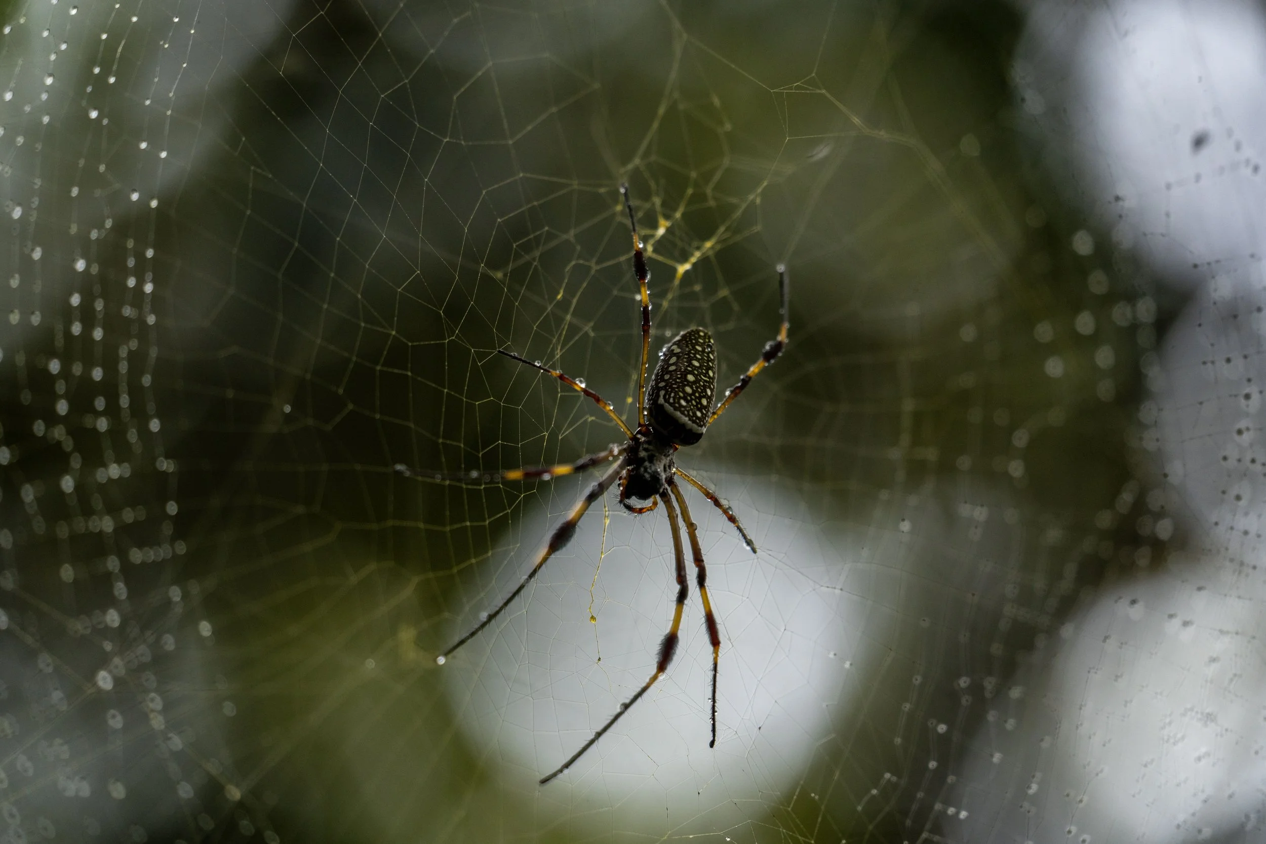 Golden Silk Orb-Weaver Trichonephila clavipes Virgin Islands National Park