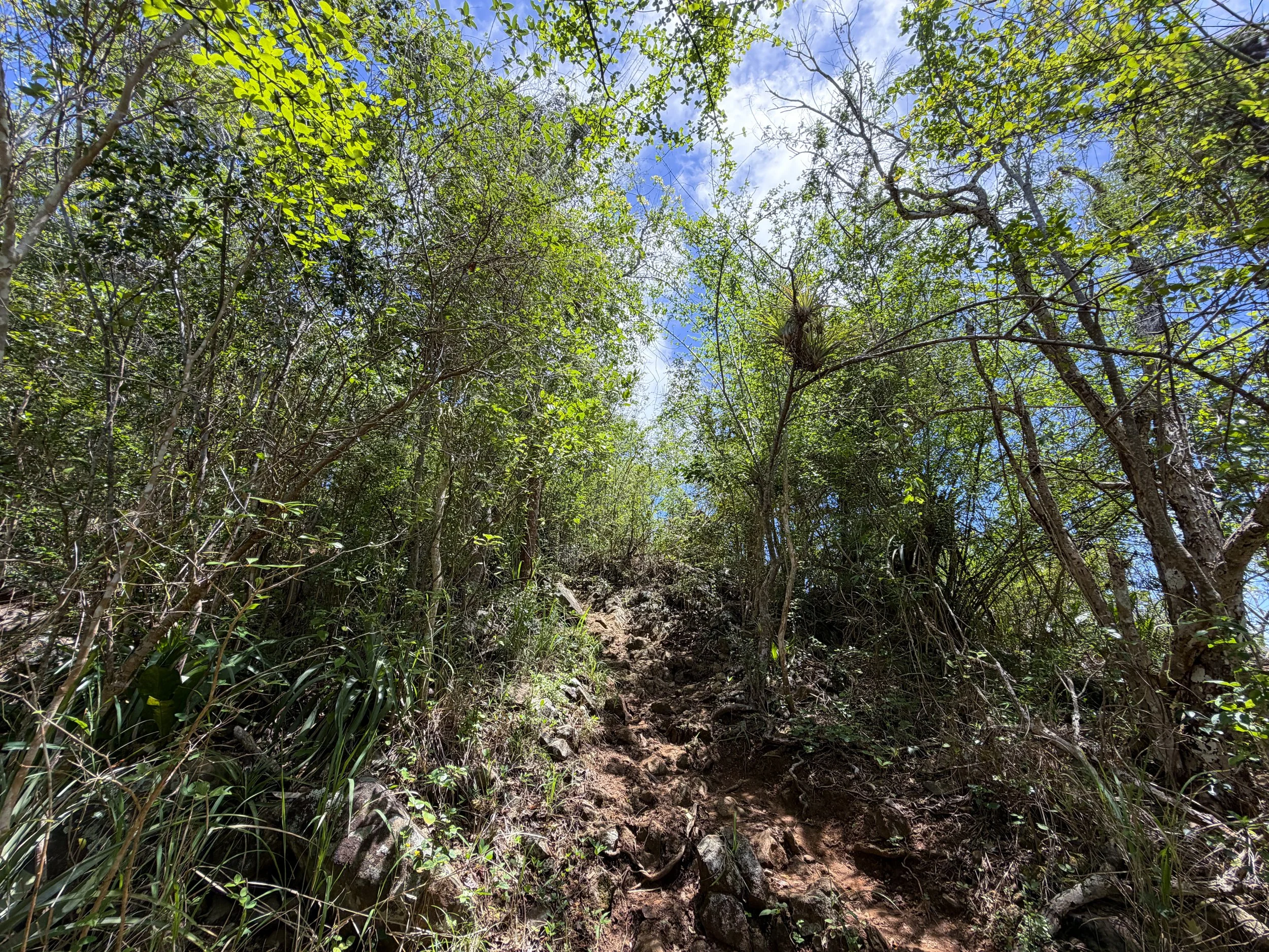 Caneel Hill Hike Virgin Islands National Park