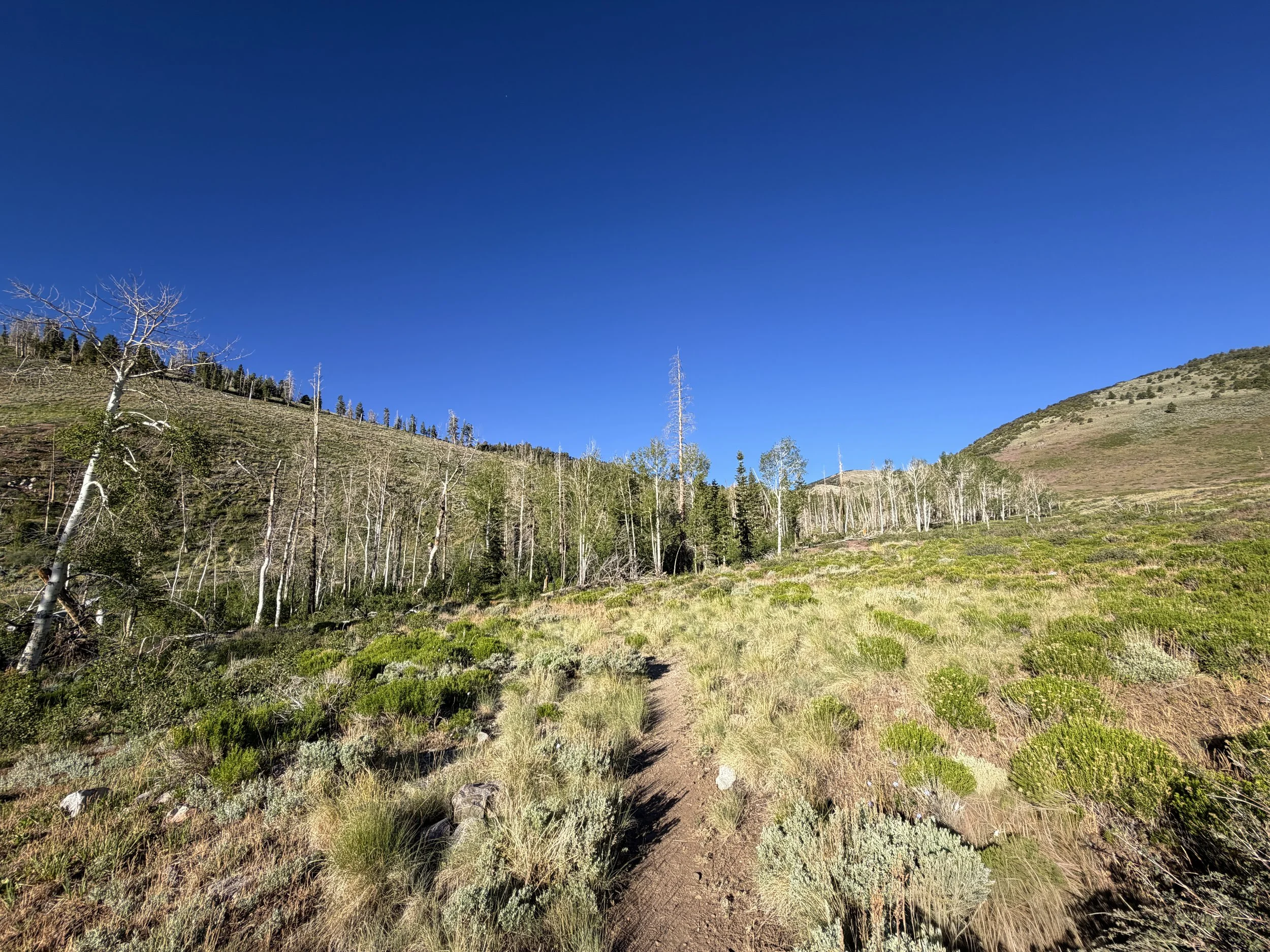 Upper Strawberry Trail Great Basin National Park Nevada