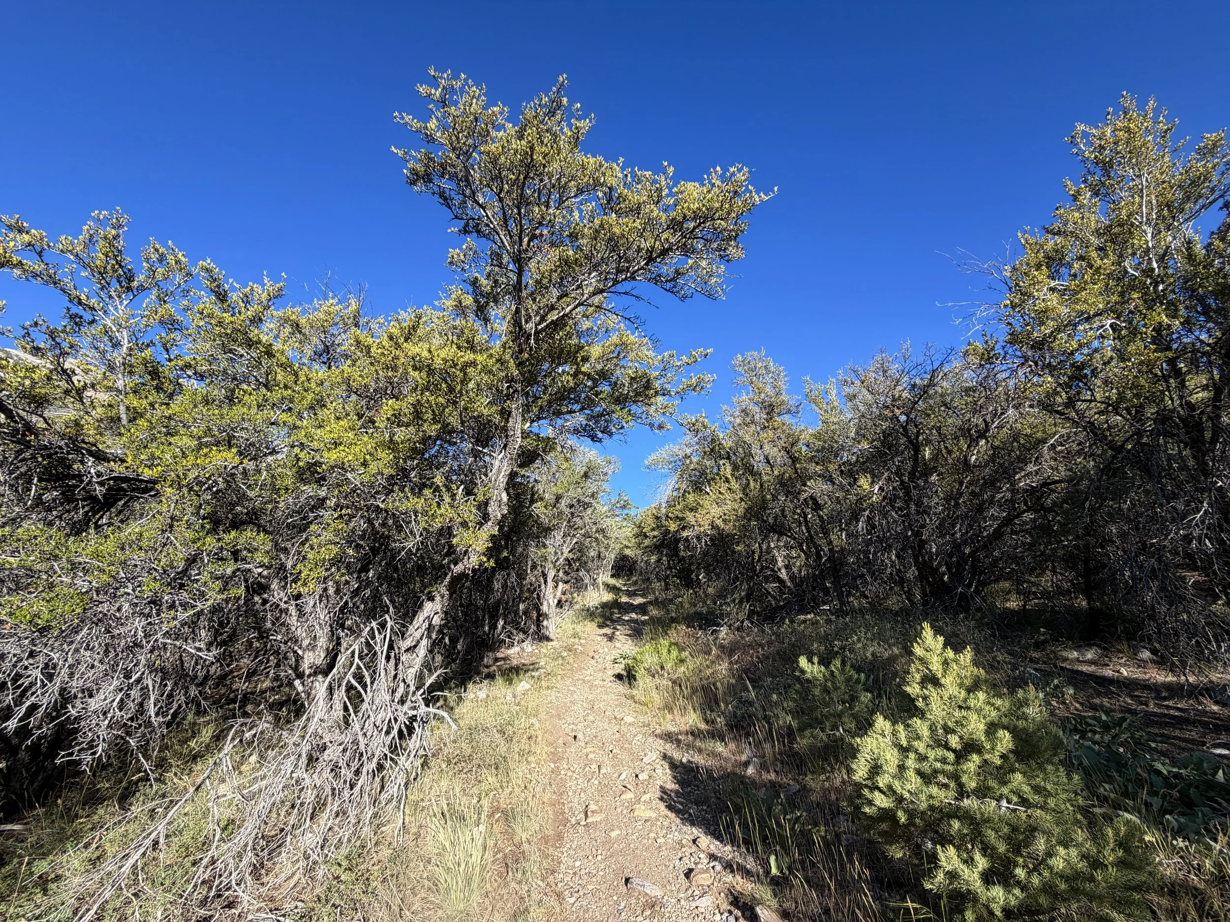 Lehman Creek Trail Great Basin National Park Nevada