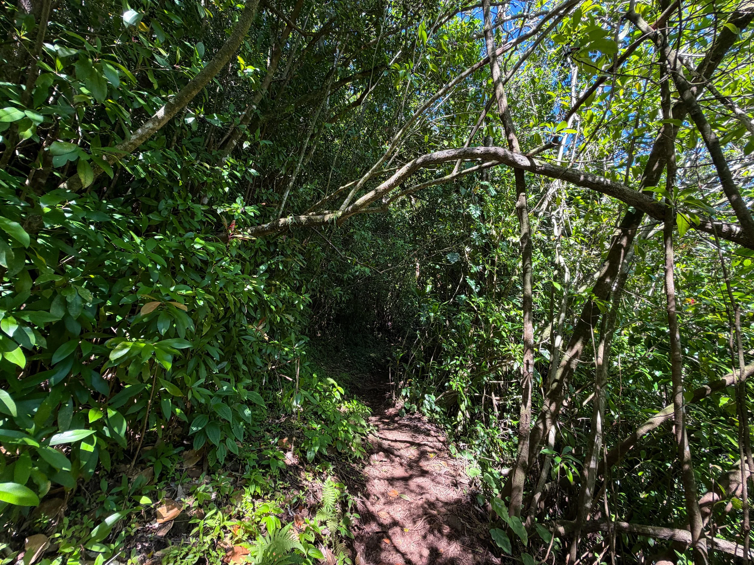 Aihualama Hike Oahu Hawaii