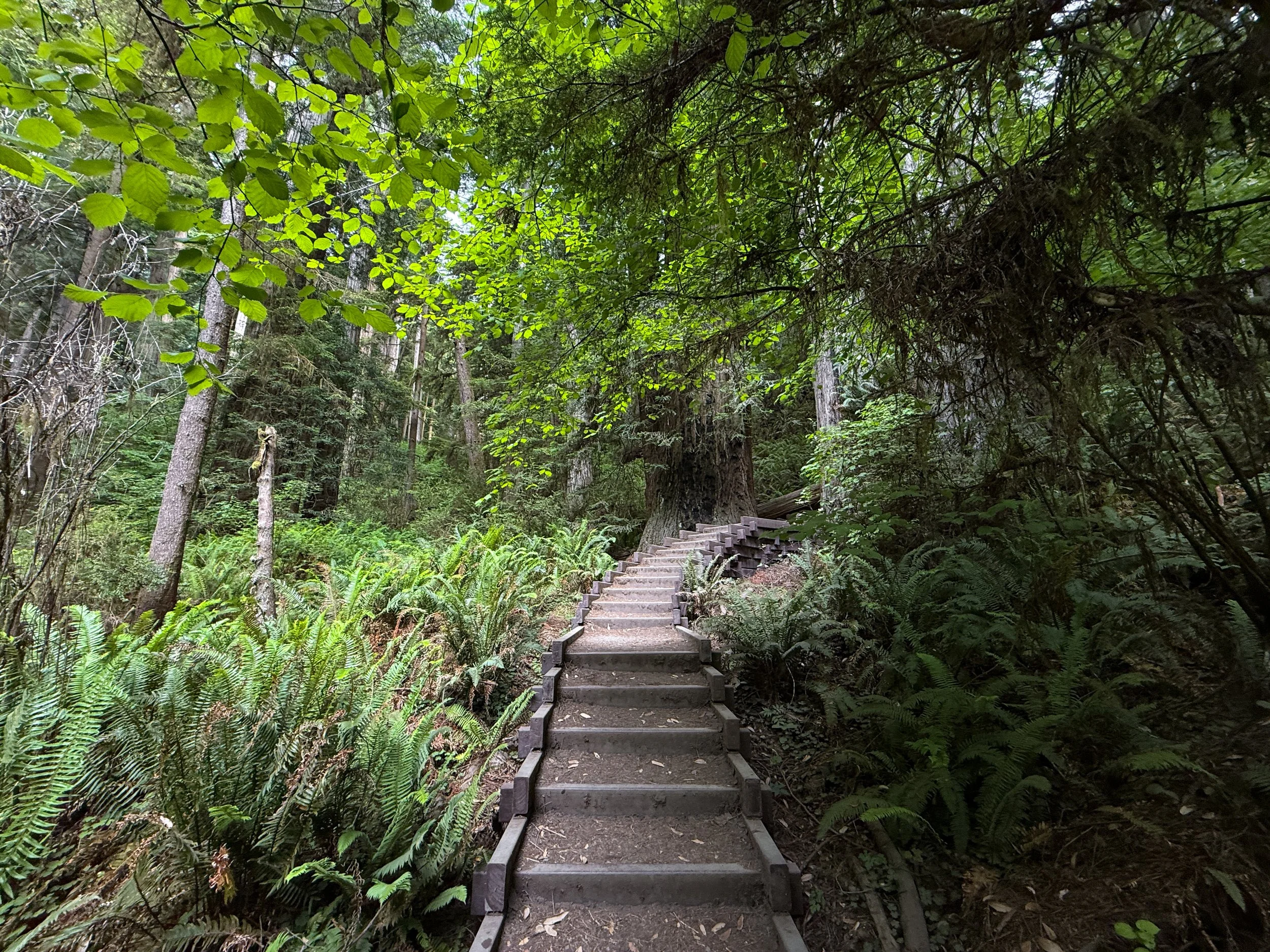 Grove of the Titans Trail Jedediah Smith Redwoods State Park California