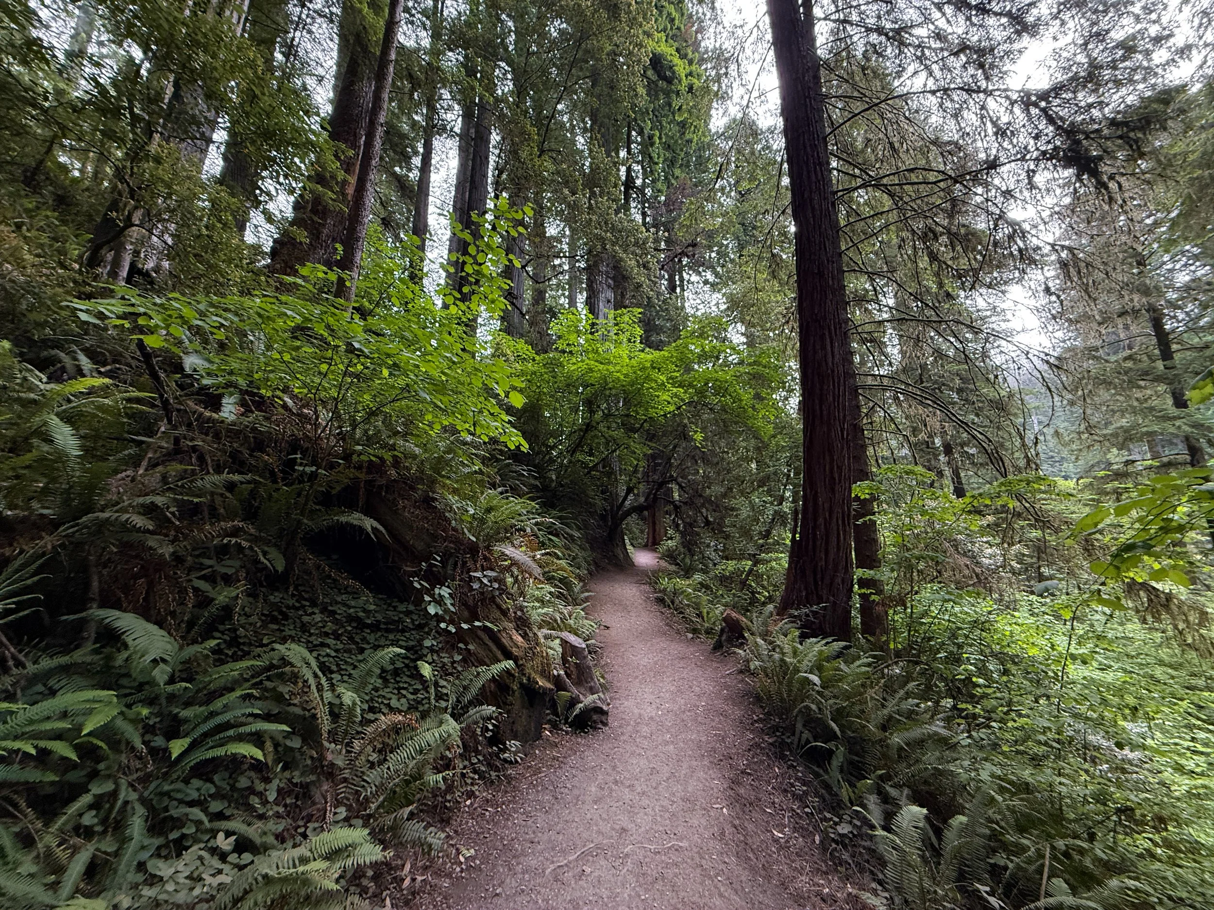 Grove of the Titans Trail Jedediah Smith Redwoods State Park California