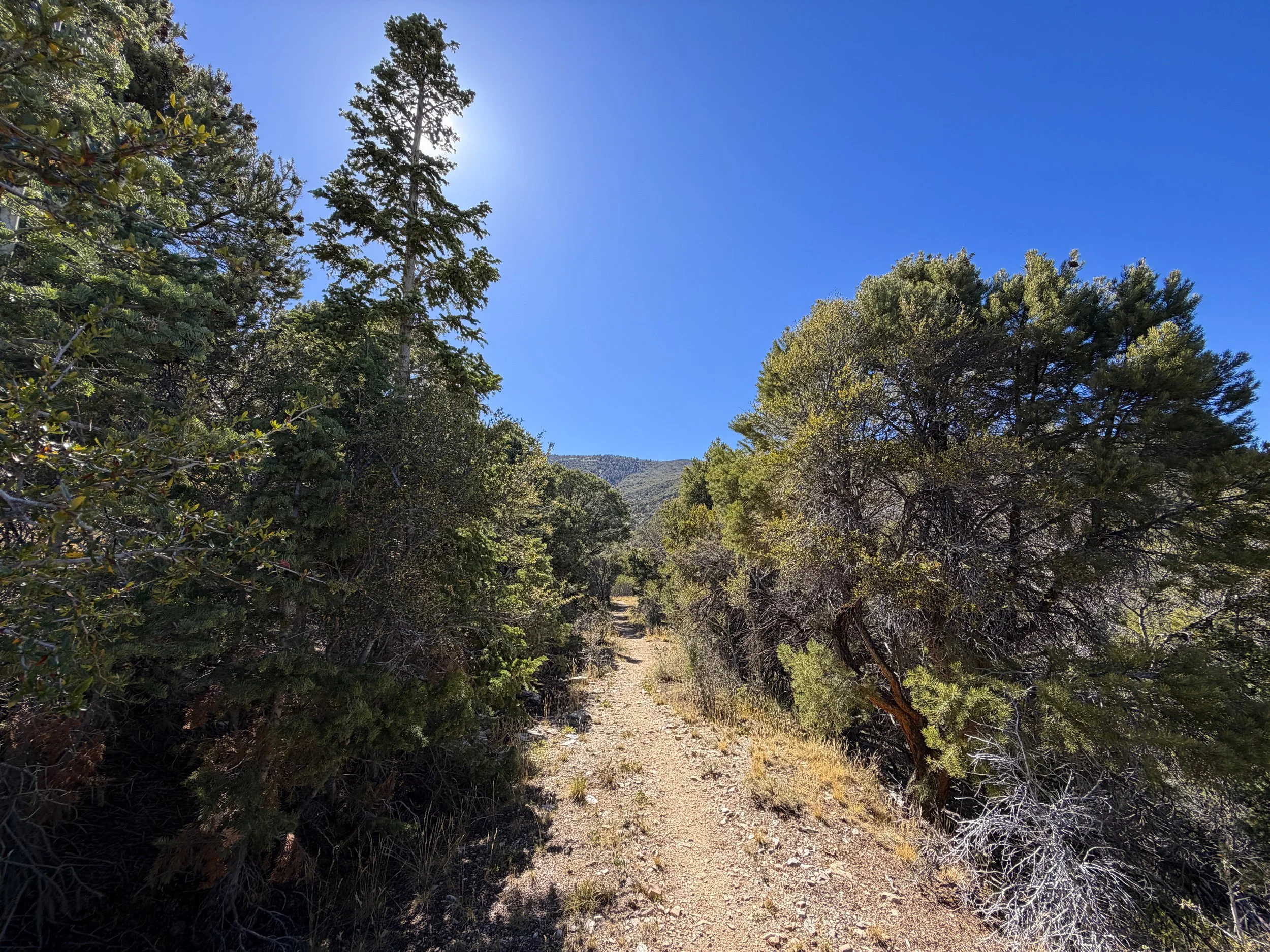 Osceola Ditch Trail Great Basin National Park Nevada